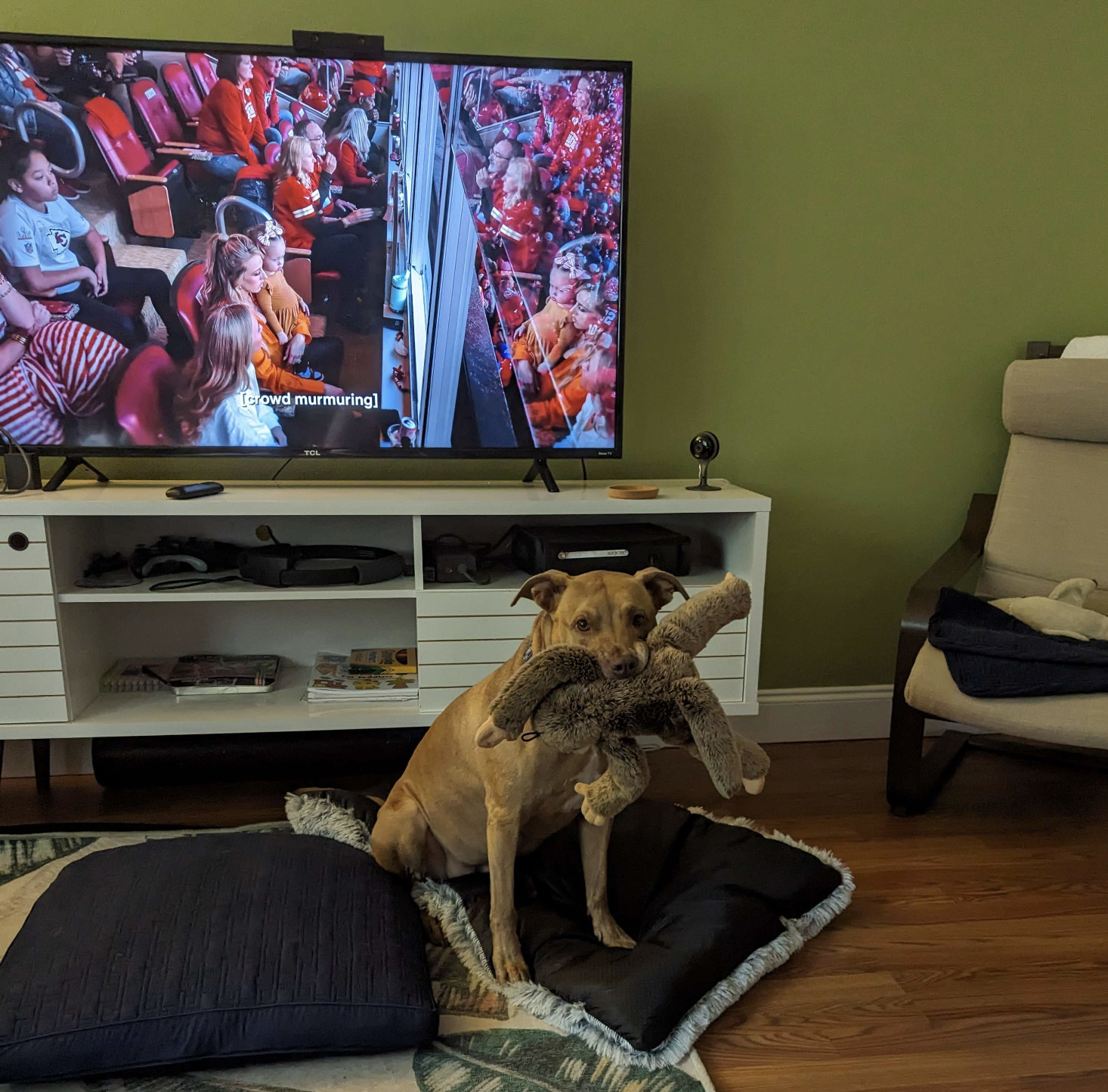 Juniper, a dog, sits expectantly with her monkey in front of a television on which a documentary is playing.