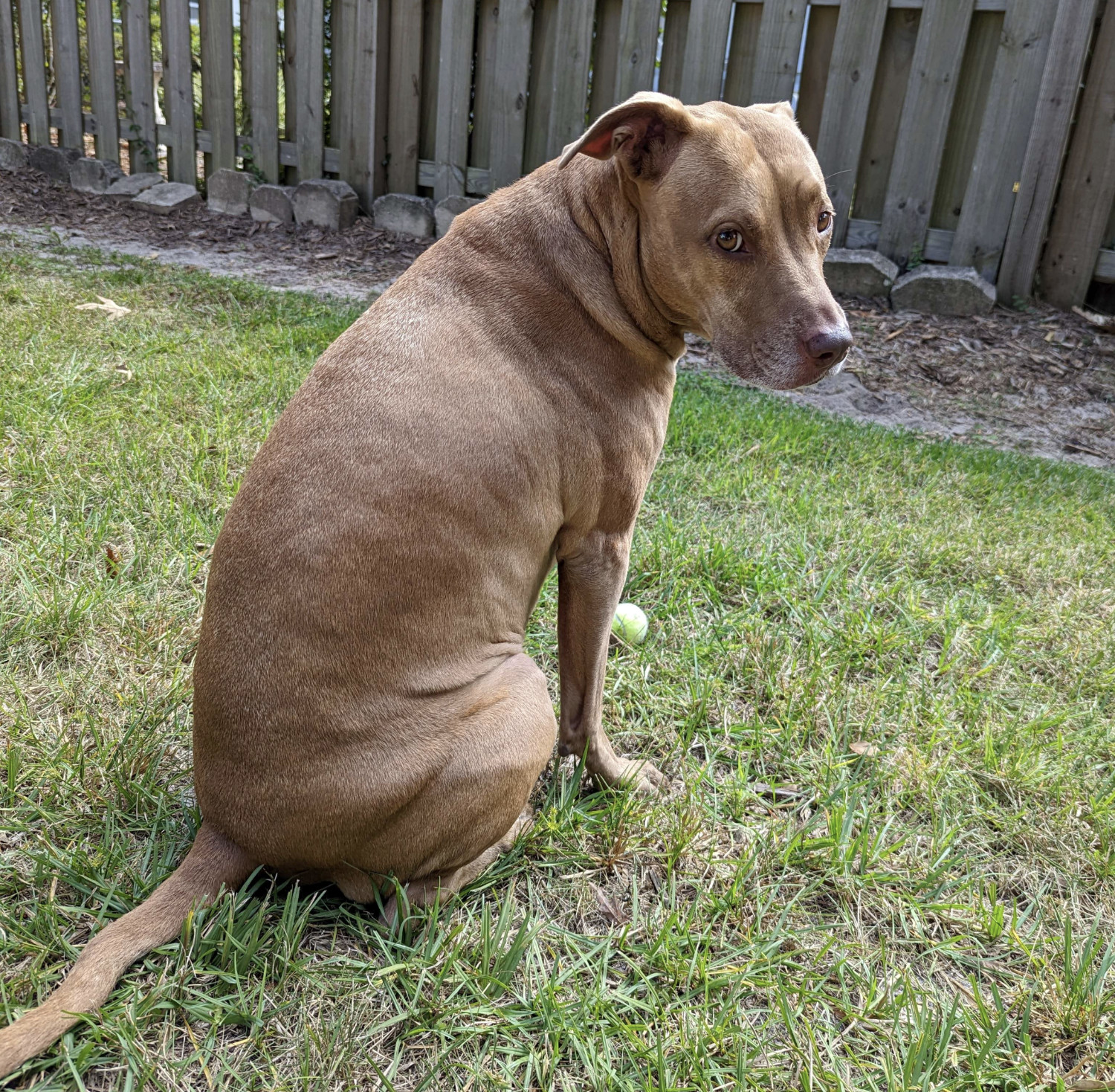 Juniper, a dog, sits before a fence with a tennis ball at her feet, and looks back over her shoulder at the camera.