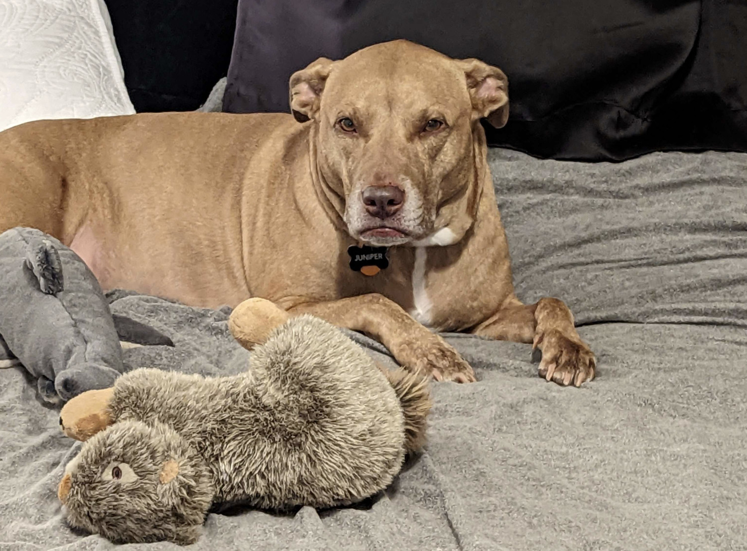 Juniper, a dog, is lying on the bed and, let's be honest, *scowling* at the camera. She seems very cross, despite having her squirrel and her shark as company.