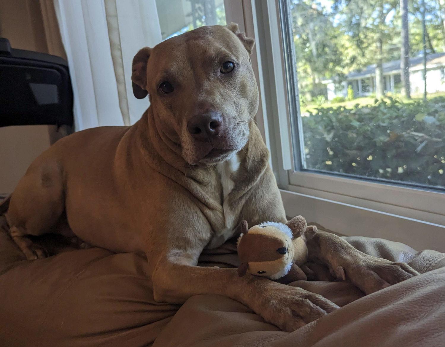 Juniper, a dog, sits by the window and looks at the camera with one of her tiny chipmunk toys between her front paws.