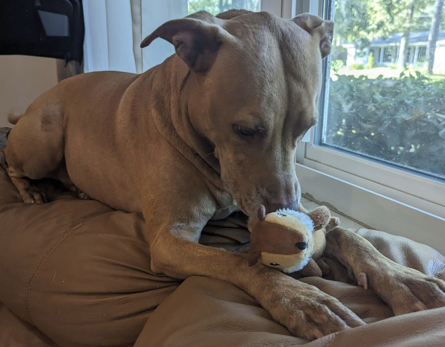 Juniper gives the chipmunk a little affectionate sniff/nuzzle with her snoot.