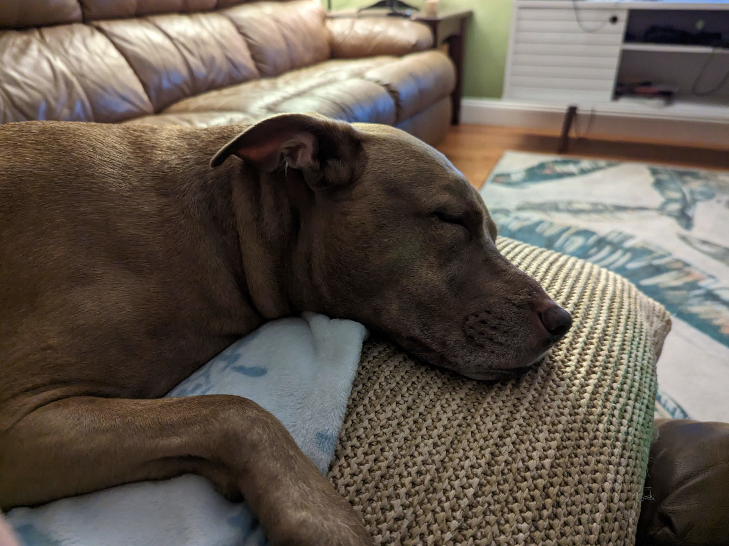 Juniper, a dog, rests her head on a sofa cushion and her blankie, and sleeps soundly.