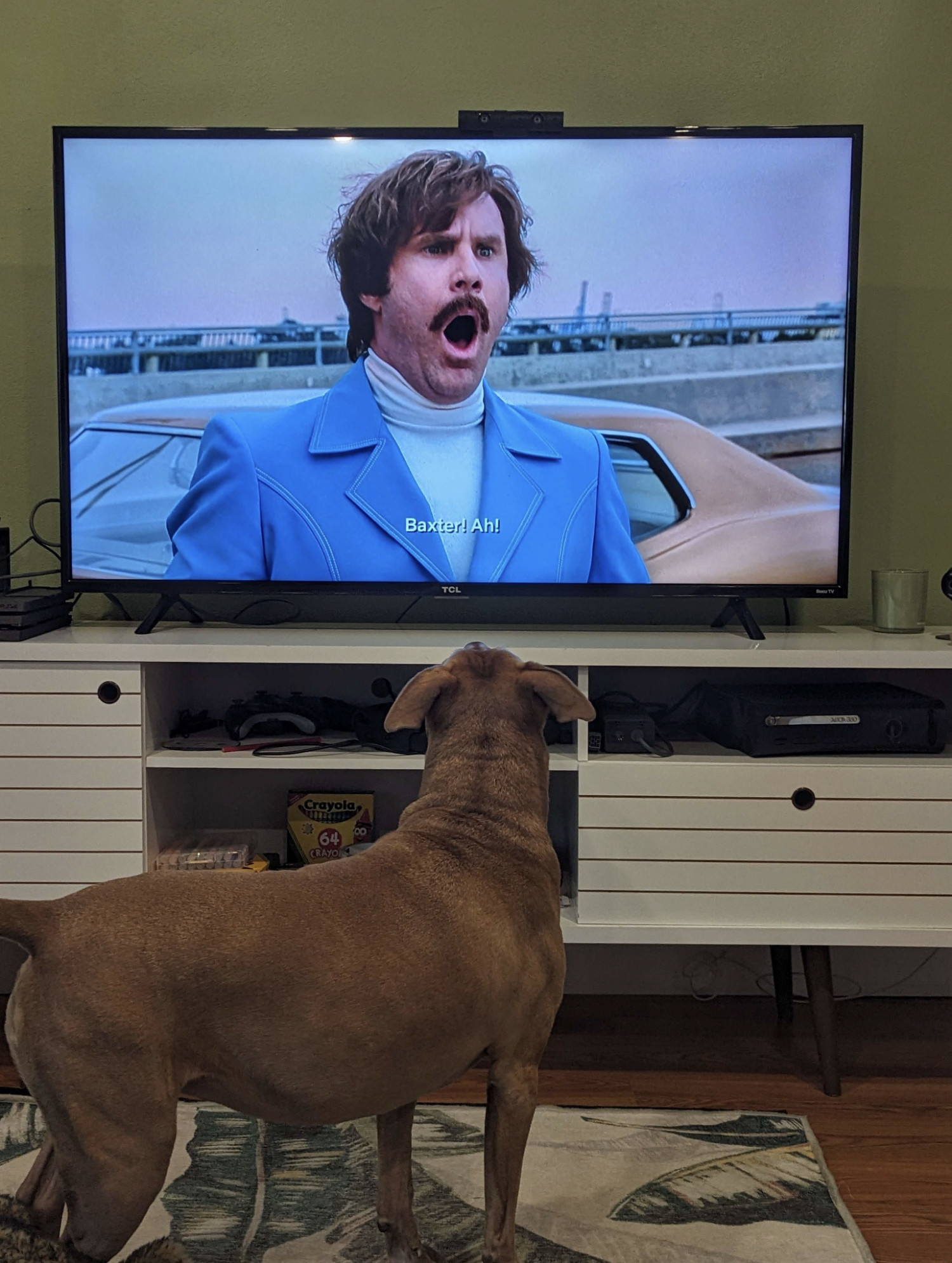 Juniper, a dog, reacts to a scene in *Anchorman: The Legend of Ron Burgundy* (2004) in which the title character's dog (not pictured) has just been kicked off a bridge.