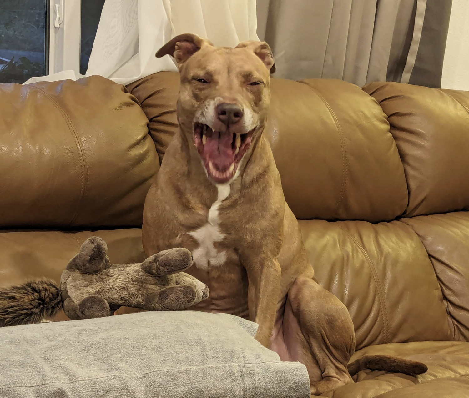 Juniper, a dog, yawns, inadvertently revealing her mouth full of sharp teeth.