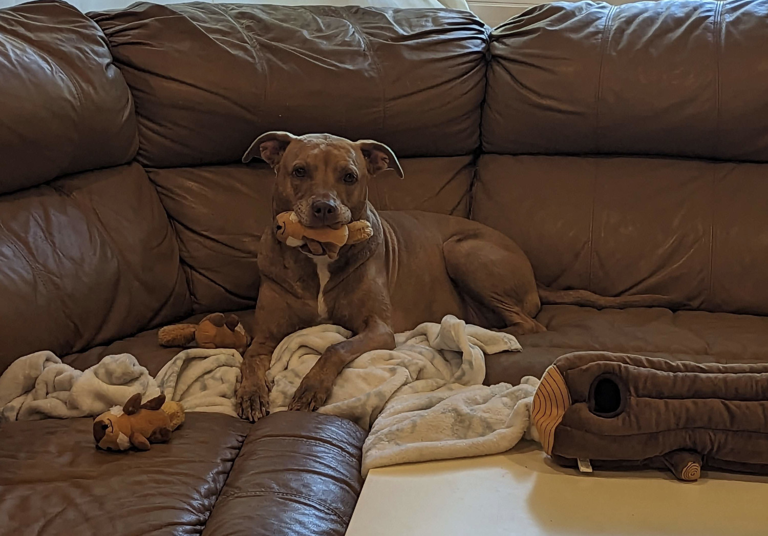 Juniper, a dog, holds one of her tiny toy chipmunks in her mouth. Two others lie beside her, as does the "hollow log" that the 'munks can be stuffed into.