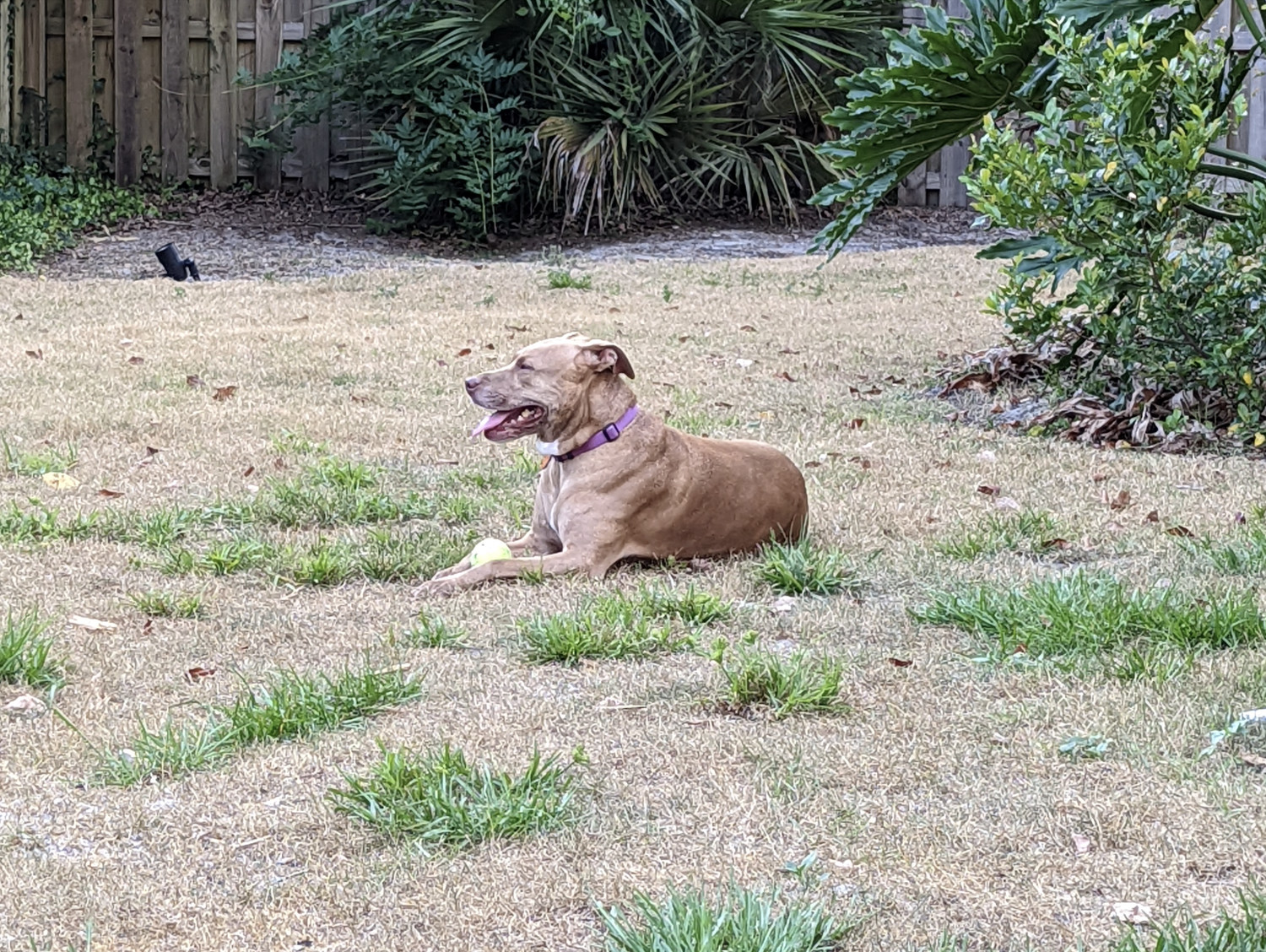 Juniper, a dog, lies contentedly in a yard of patchy grass with a tennis ball between her front paws.