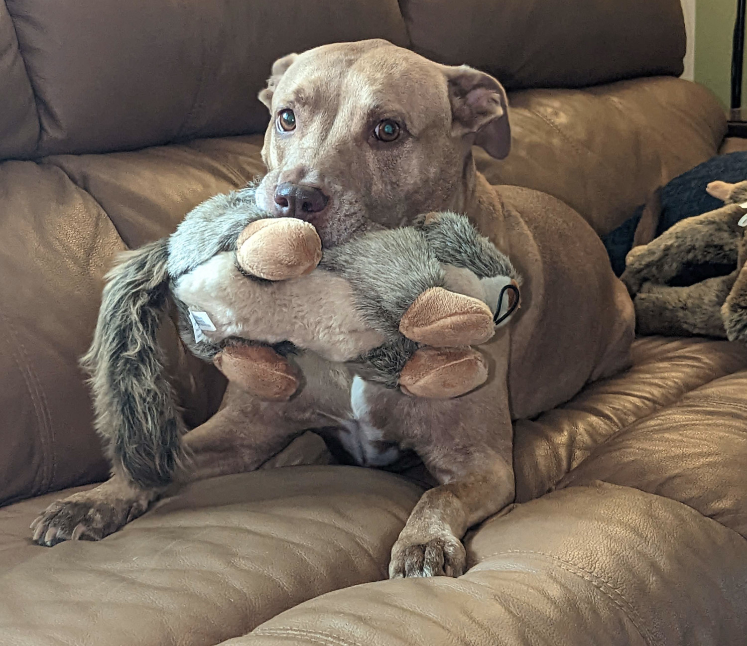 Juniper, a dog, holds her beloved squirrel toy in her mouth as she eyes the camera with considerable intensity.