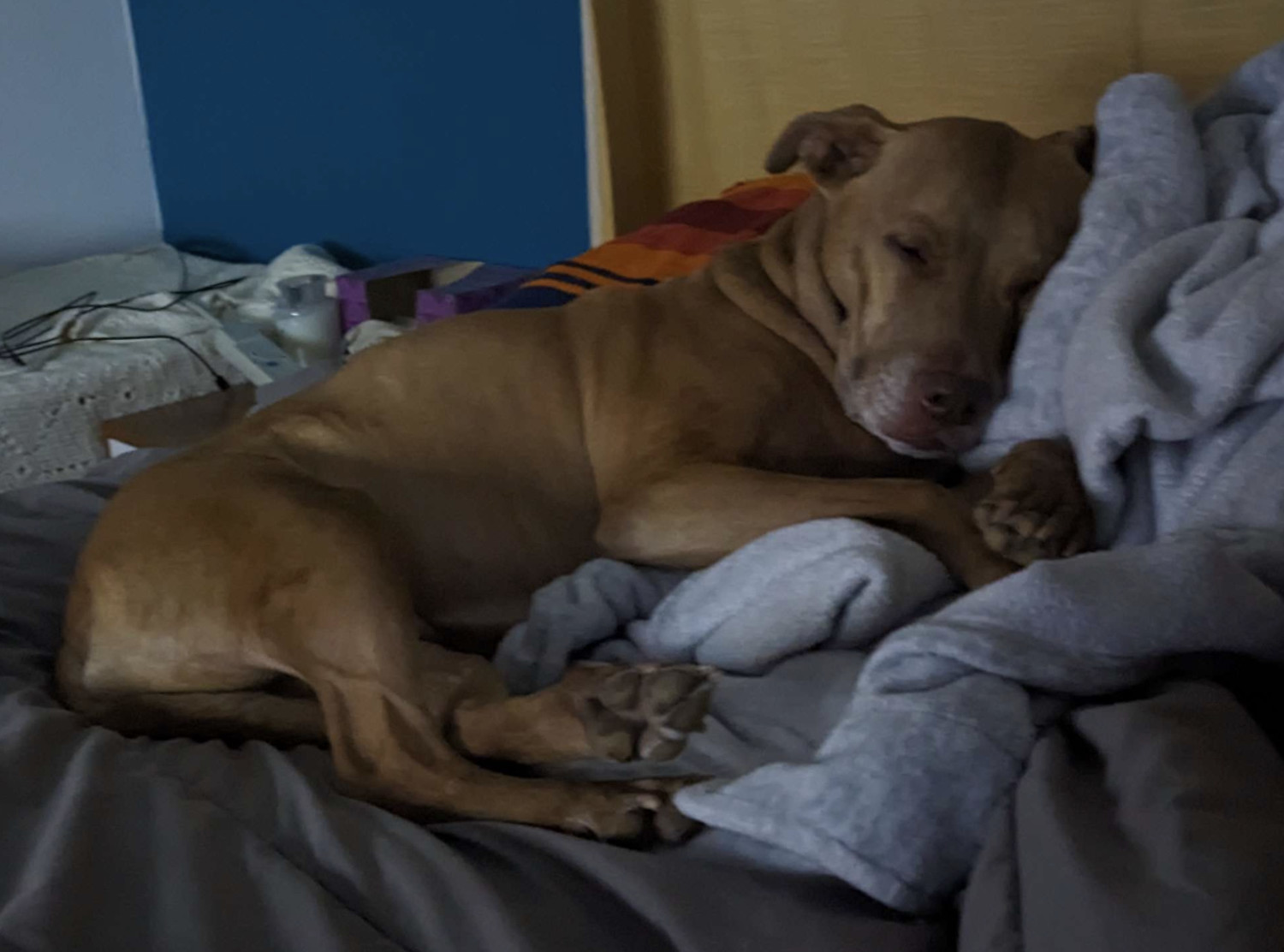 Juniper, a dog, sleeps on a person's bed, snuggled up to a rumpled heap of throw blanket.