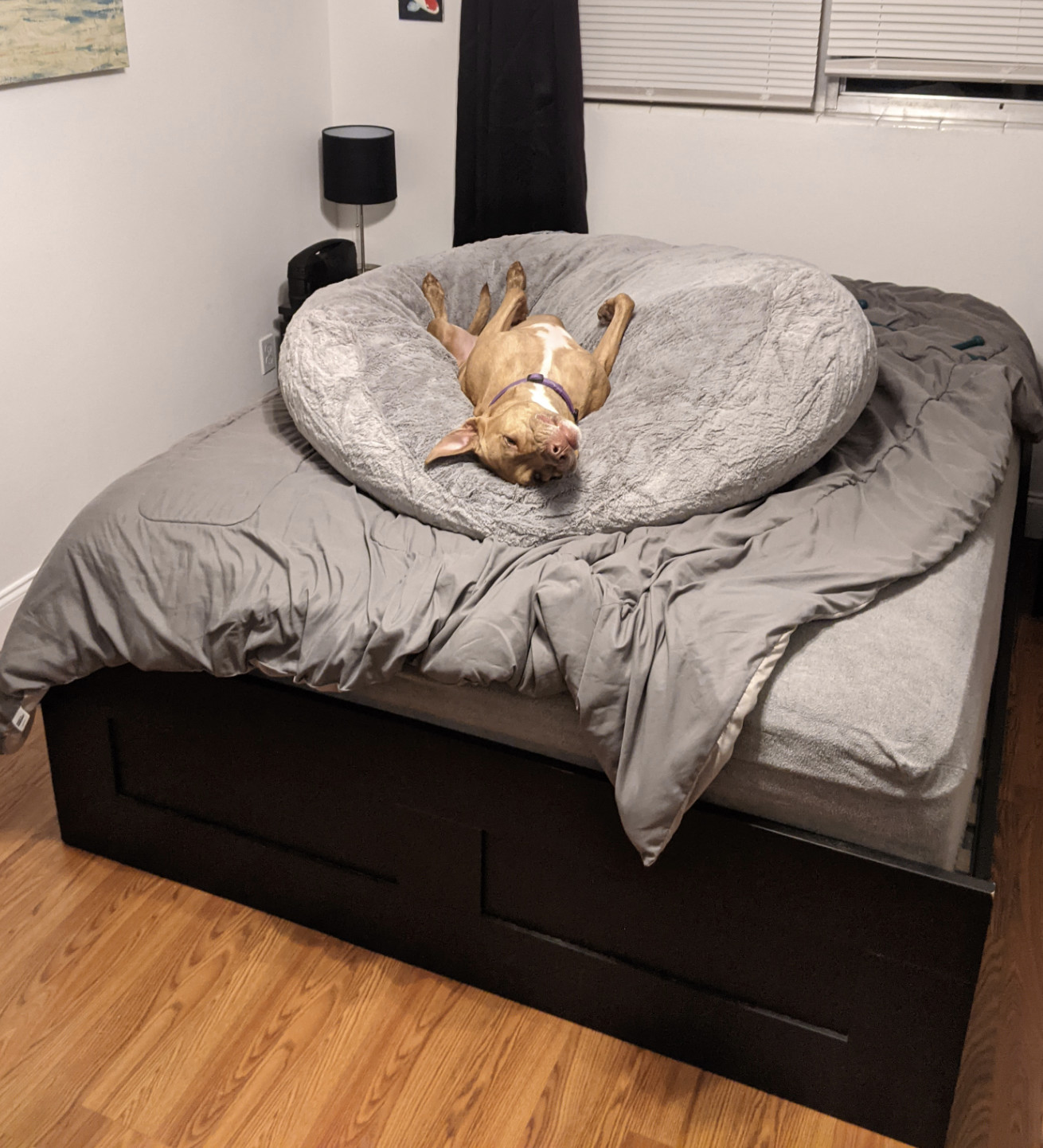 Juniper, a dog, lies on her back on her huge dog bed, itself on a big queen-sized mattress in a guest bedroom.