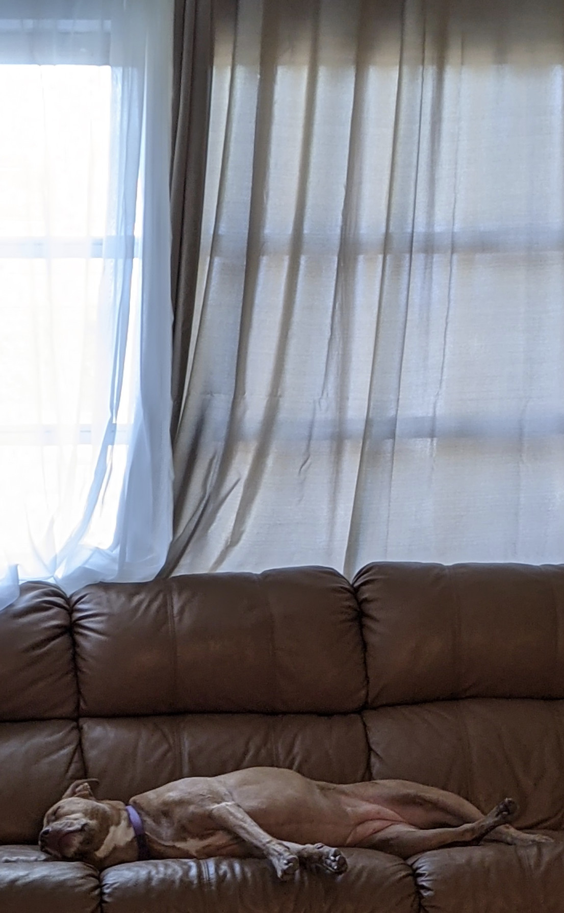 Juniper, a dog, lies on her side on an overstuffed sofa beneath windows whose light is softened by sheer white curtains.