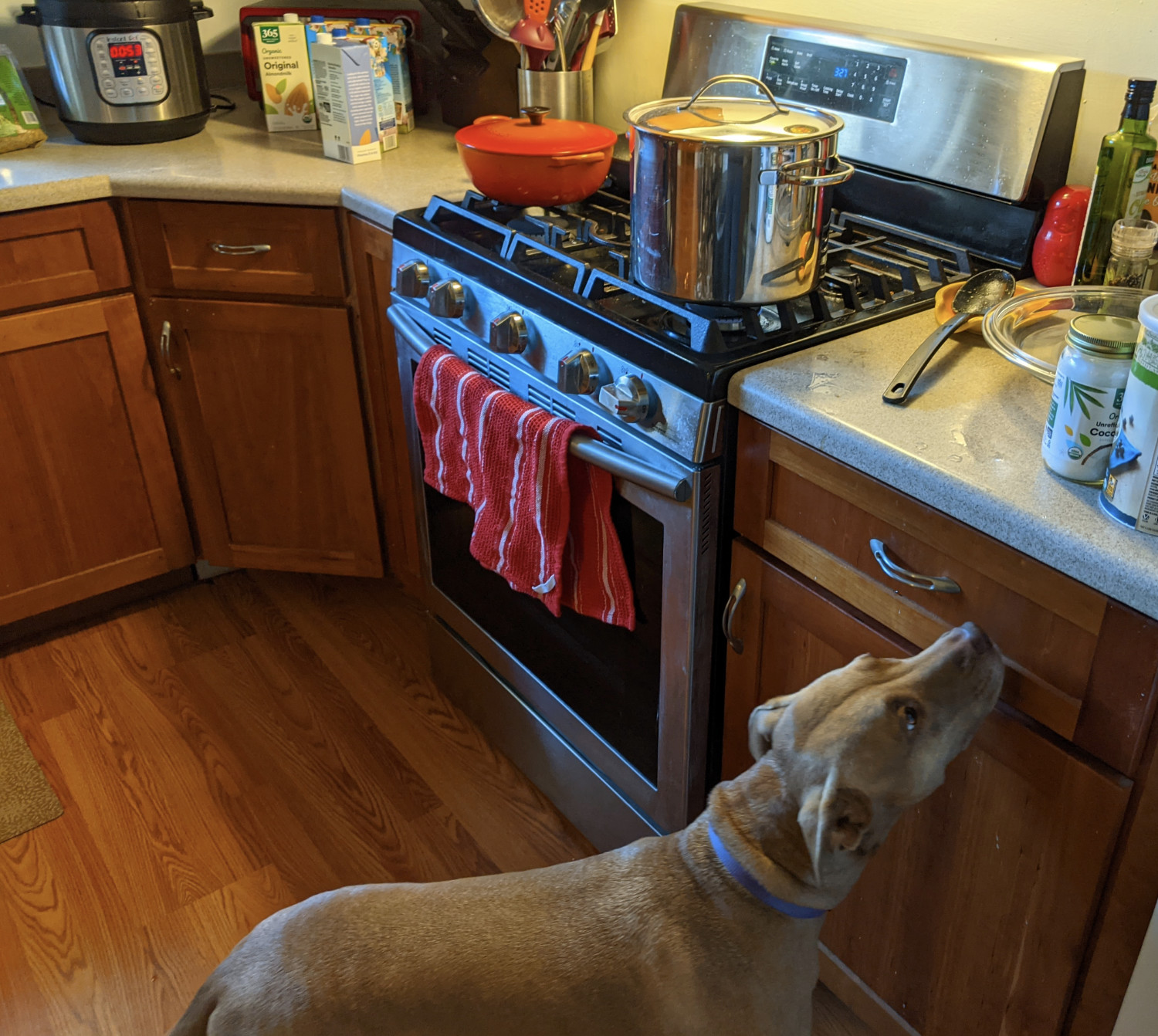 Juniper, a dog, sniffs curiously beneath the countertop of a kitchen where there is both a big pot of soup cooking on the stove and an Instant Pot simmering on the counter.