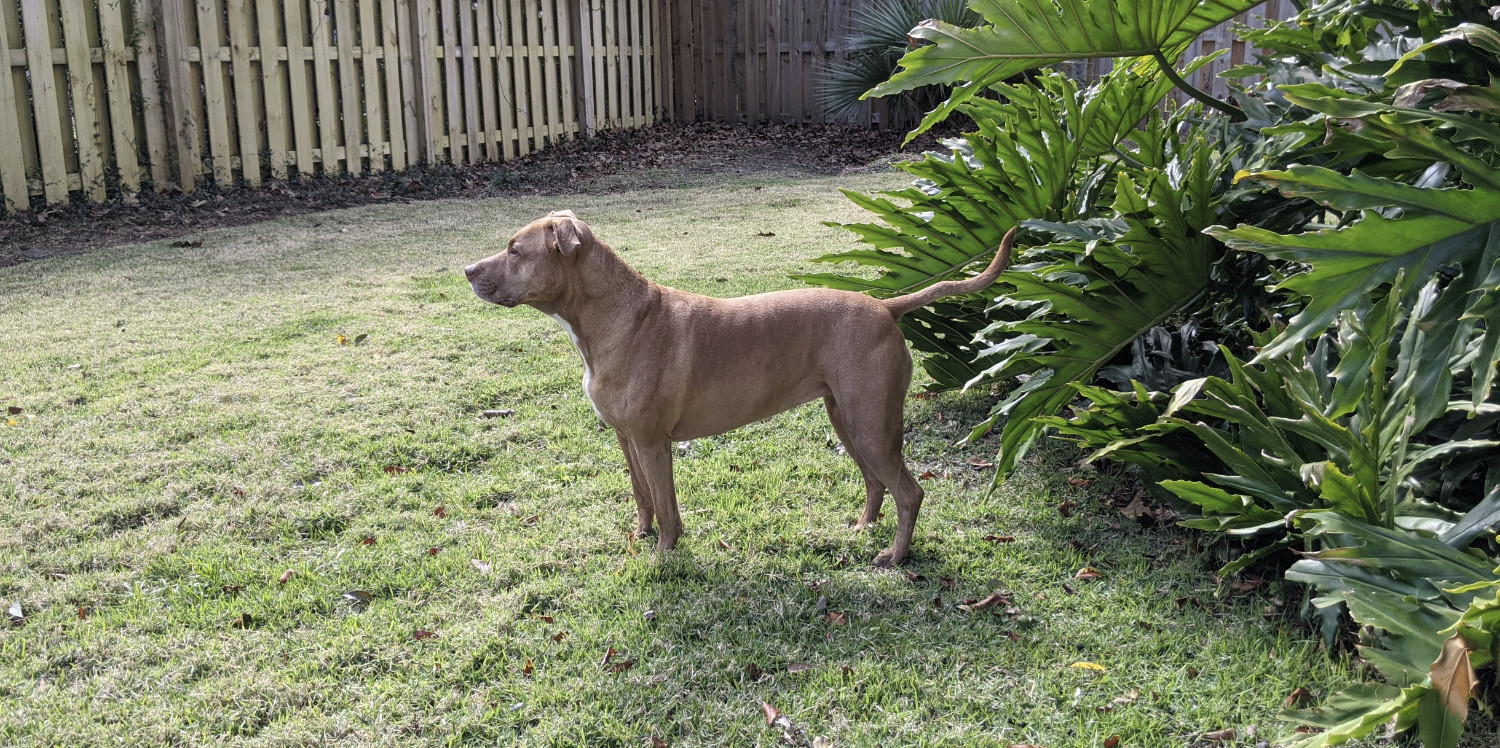 Juniper, a dog, stands in a fence yard, her body clearly visible in profile. A slight zigzag is visible in her tail.