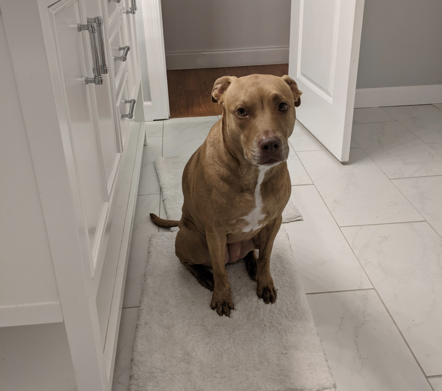 Juniper, a dog, sits atop a flurry white floor mat in what appears to be a bathroom.