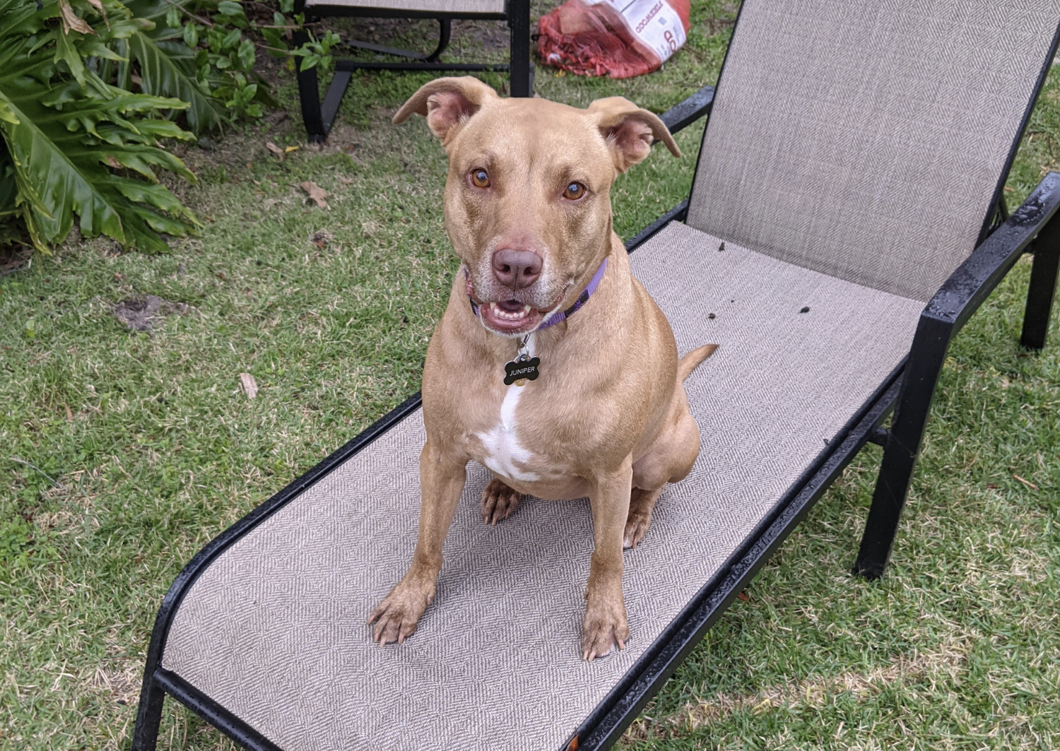 Juniper, a dog, sits excitedly on a lawn chair with her ears up and her mouth open, visibly jazzed that her ball is about to be thrown.