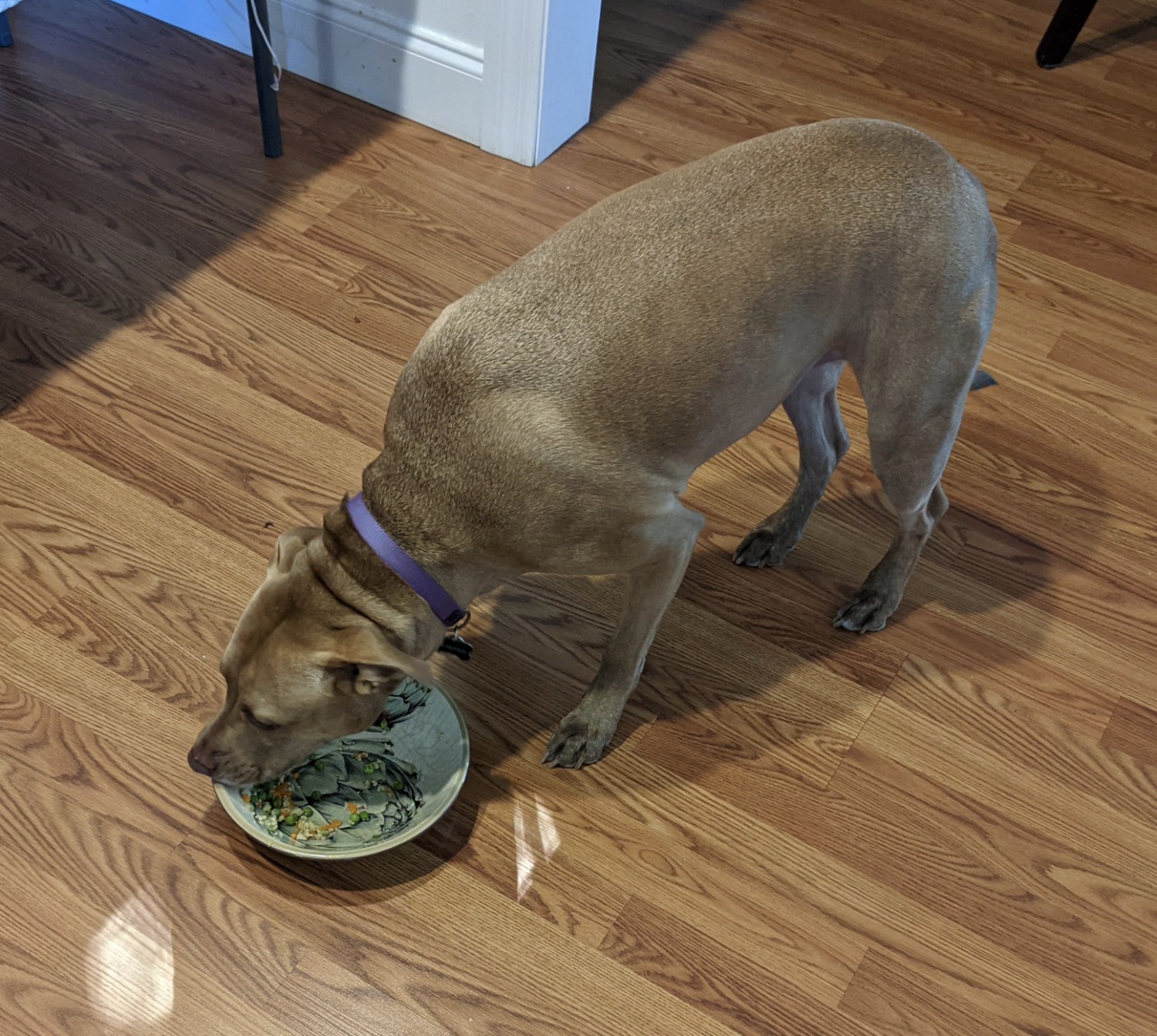 Juniper, a dog, gingerly eats a sampling of mixed cooked vegetables from an artichoke-themed bowl.