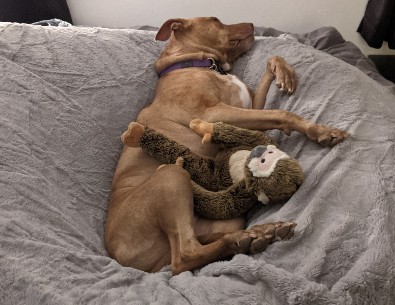 Juniper, a dog, rests on her giant dog bed with her beloved and immaculate monkey plush.