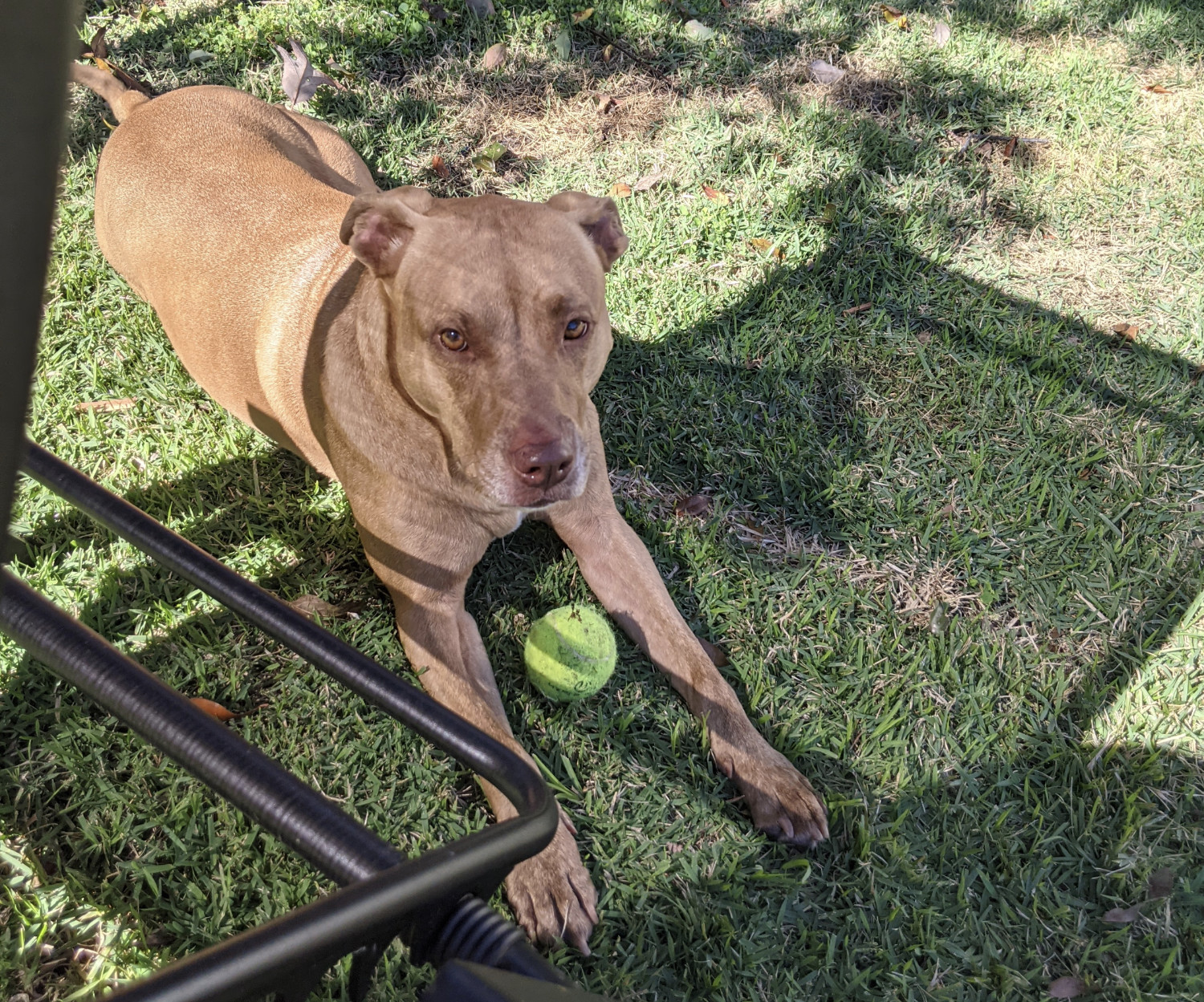 Juniper, a dog, lies on the grass with her head and shoulders in the shade of a mesh sun chair. She looks up at the camera, as a tennis ball rests between her elbows.