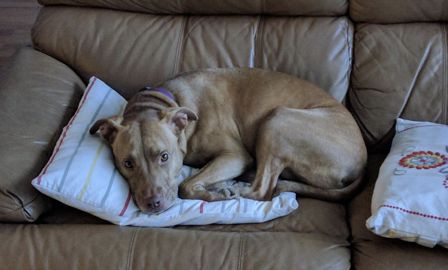 Juniper, a dog, nestles into a large throw cushion such that her front and back paws are bundled together on the cushion, while her butt pokes past its edge and rests on the couch directly.