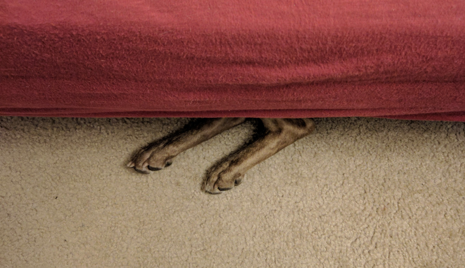 Juniper, a dog, is hidden beneath a futon. Only her hind legs peek out, as viewed from above in this photo.