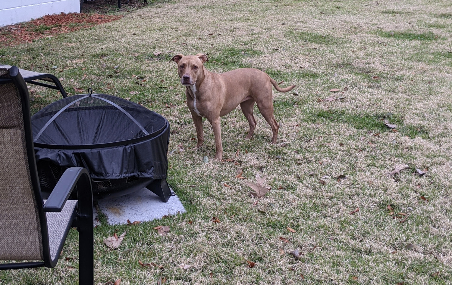 Juniper, a dog, stands next to a patio fire pit that is halfway unwrapped.