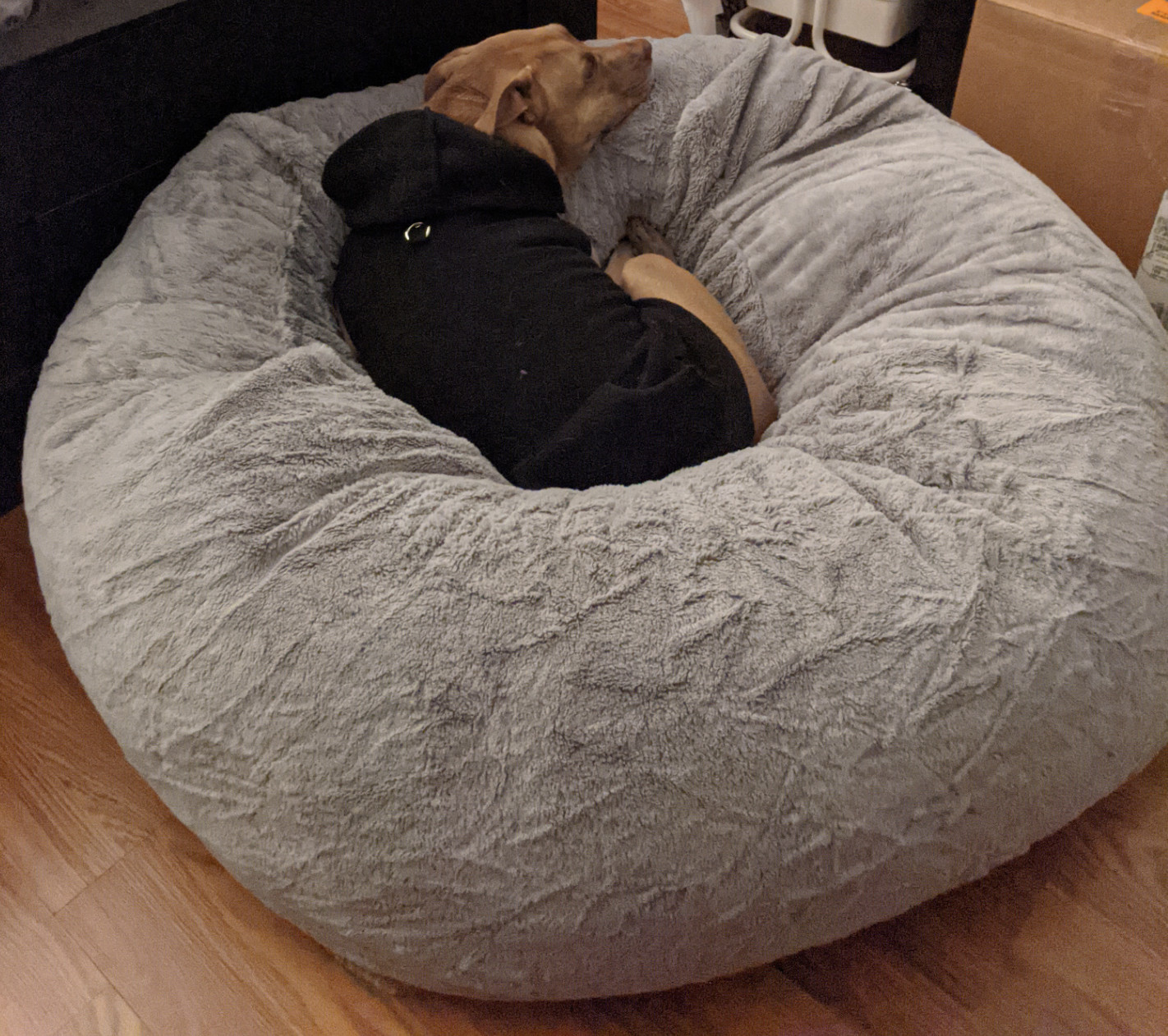 Juniper, a dog, is curled up on her huge dog bed while wearing a black dog hoodie.