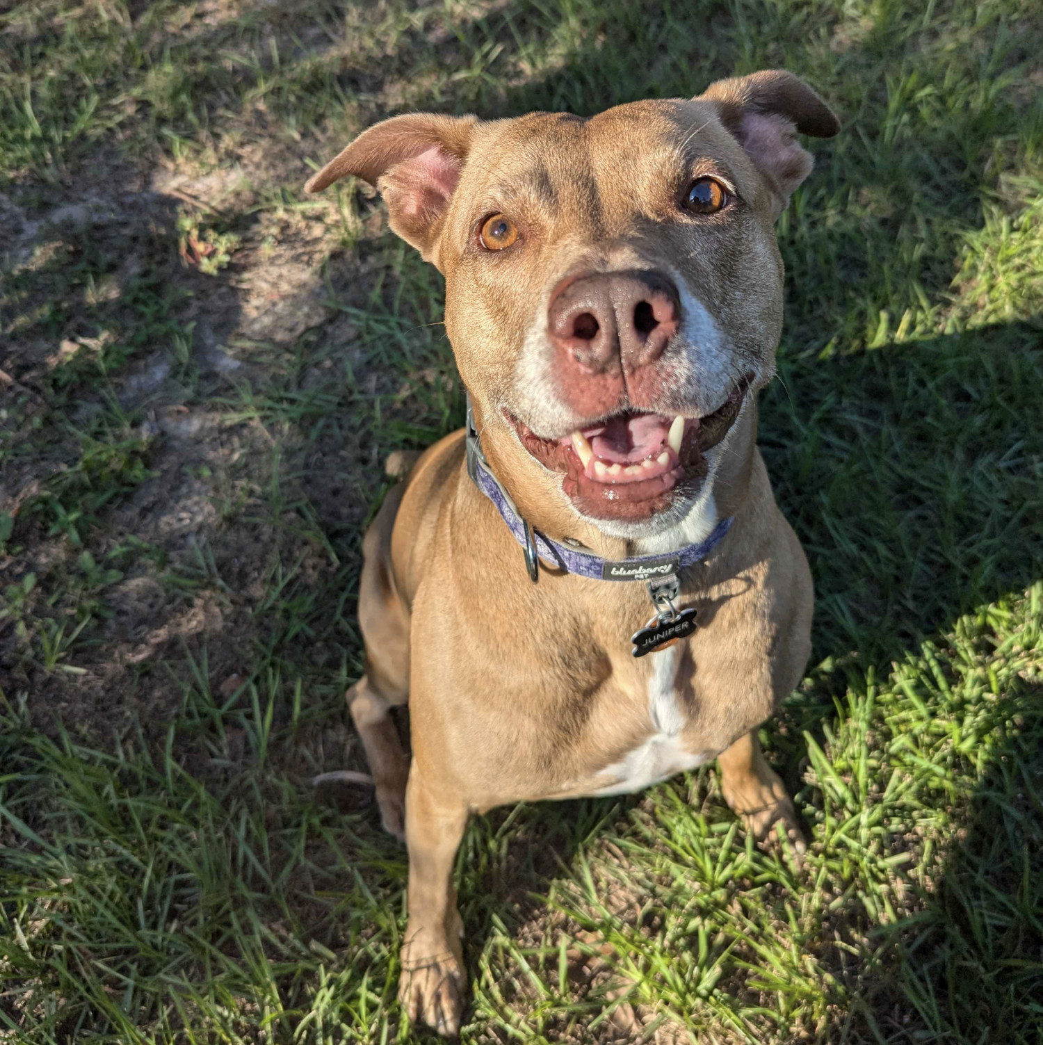 Juniper, a dog, sits excitedly, ready to spring into pursuit after a ball that is about to be thrown.