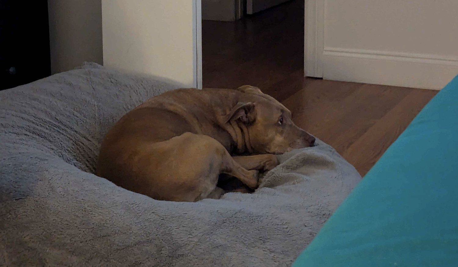 Juniper, a dog, curls up on her big dog bed, but her eyes are wide and aimed upward at a television outside of and above the frame of the photo.