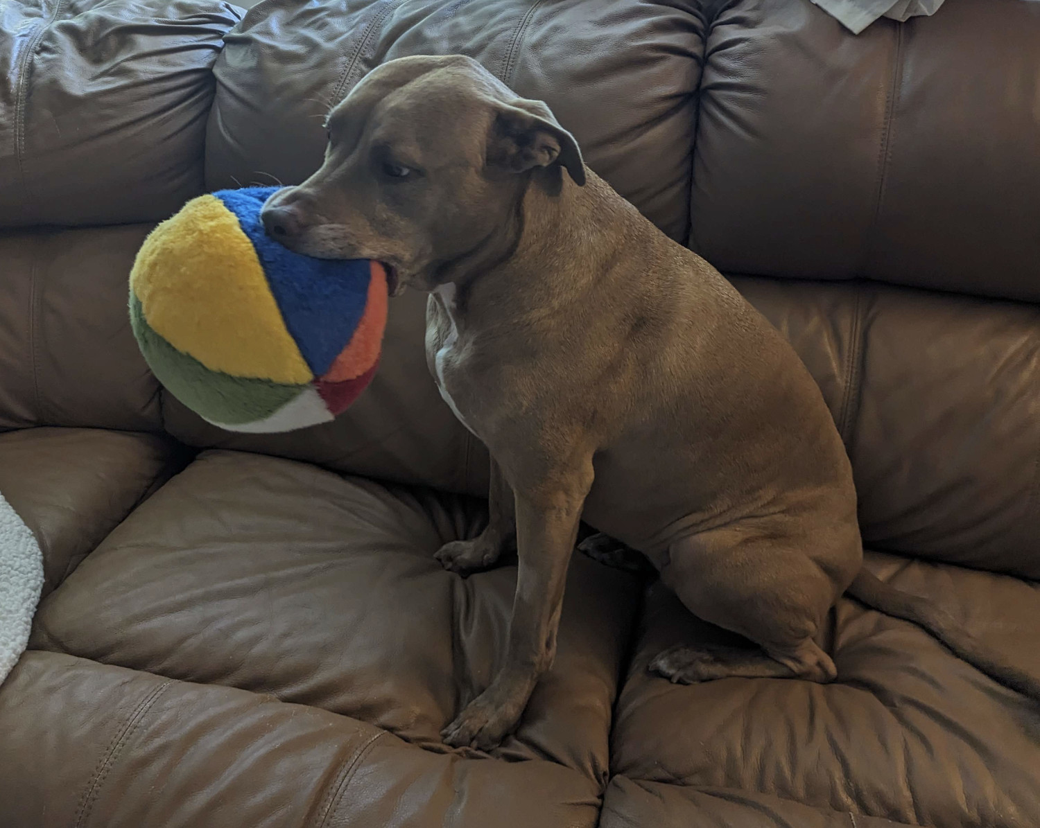 Juniper, a dog, holds a plush beachball in her mouth. She seems somewhat at a loss how to proceed.