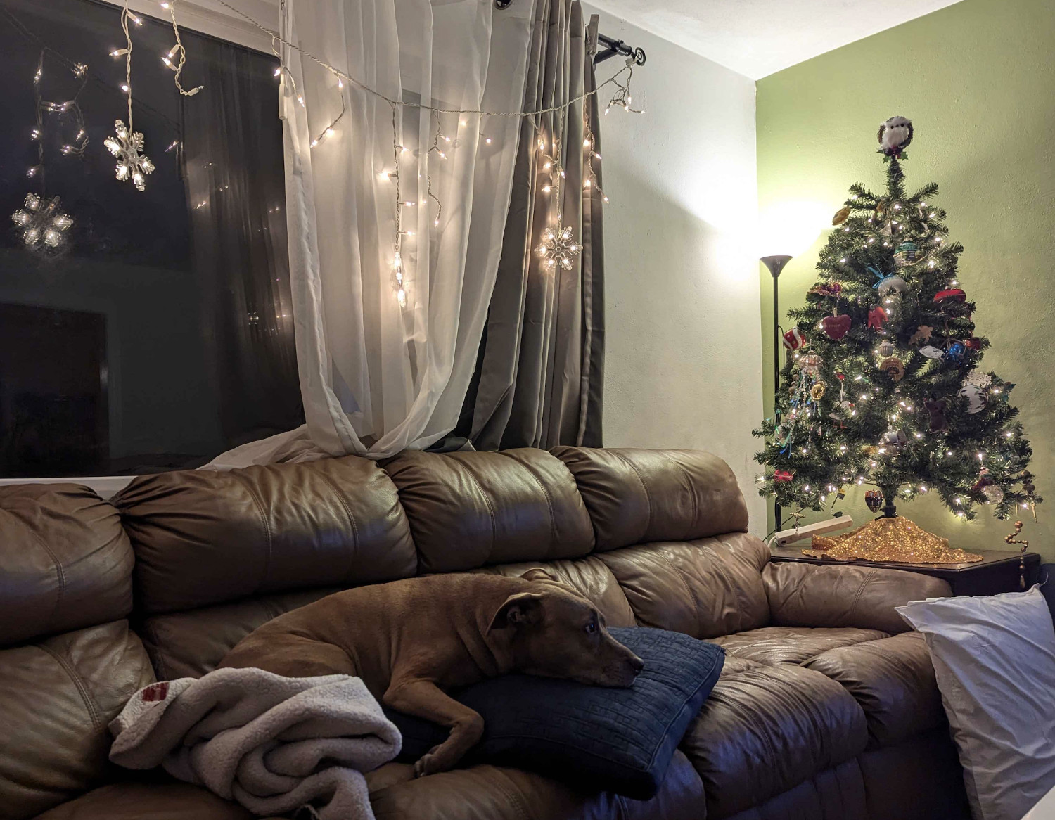 Juniper, a dog, is fully relaxed as she watches an off-screen television, surrounded by Christmas decorations.