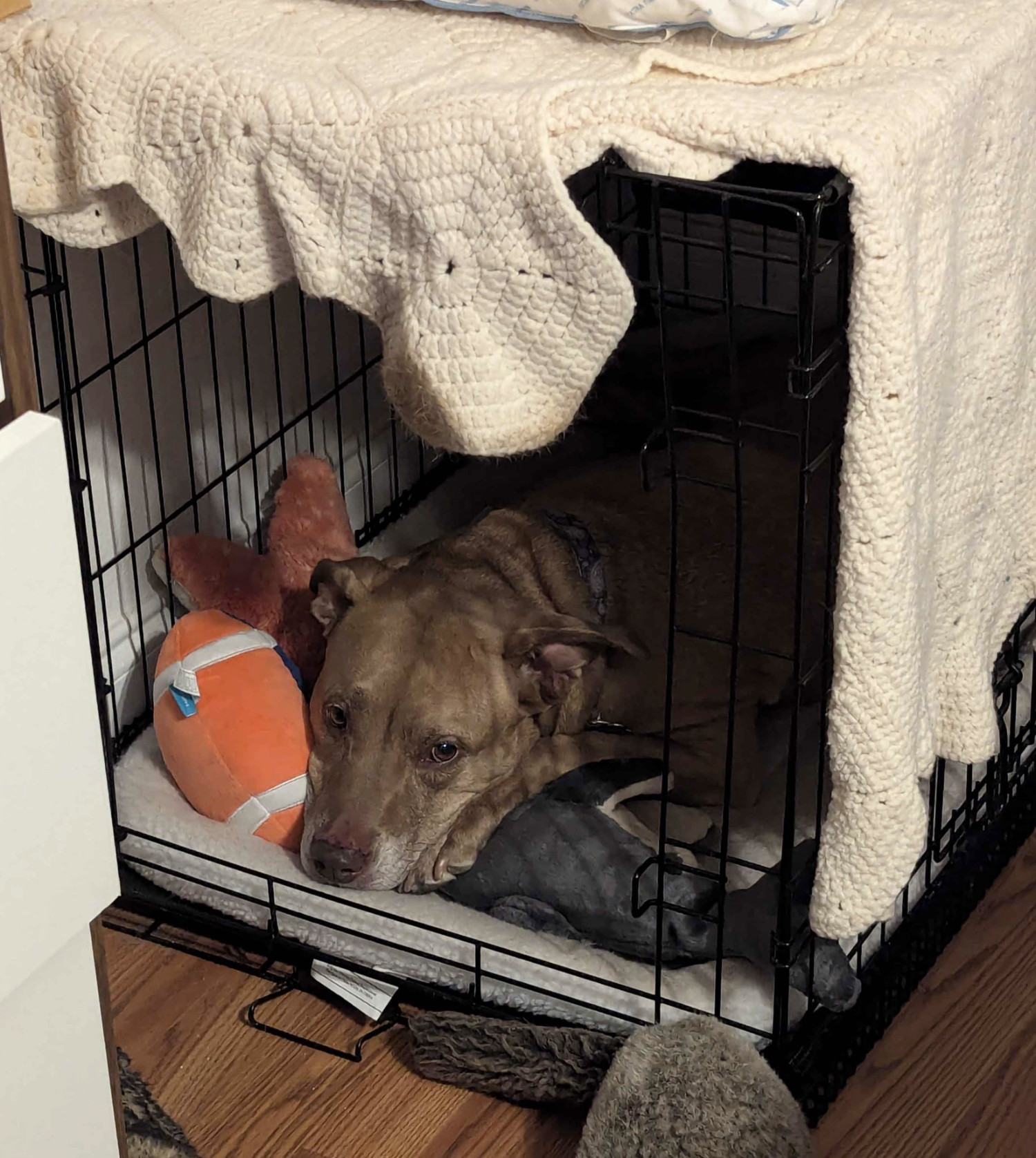 Juniper, a dog, relaxes in her crate with various plushies, including a conspicuous University of Florida football.