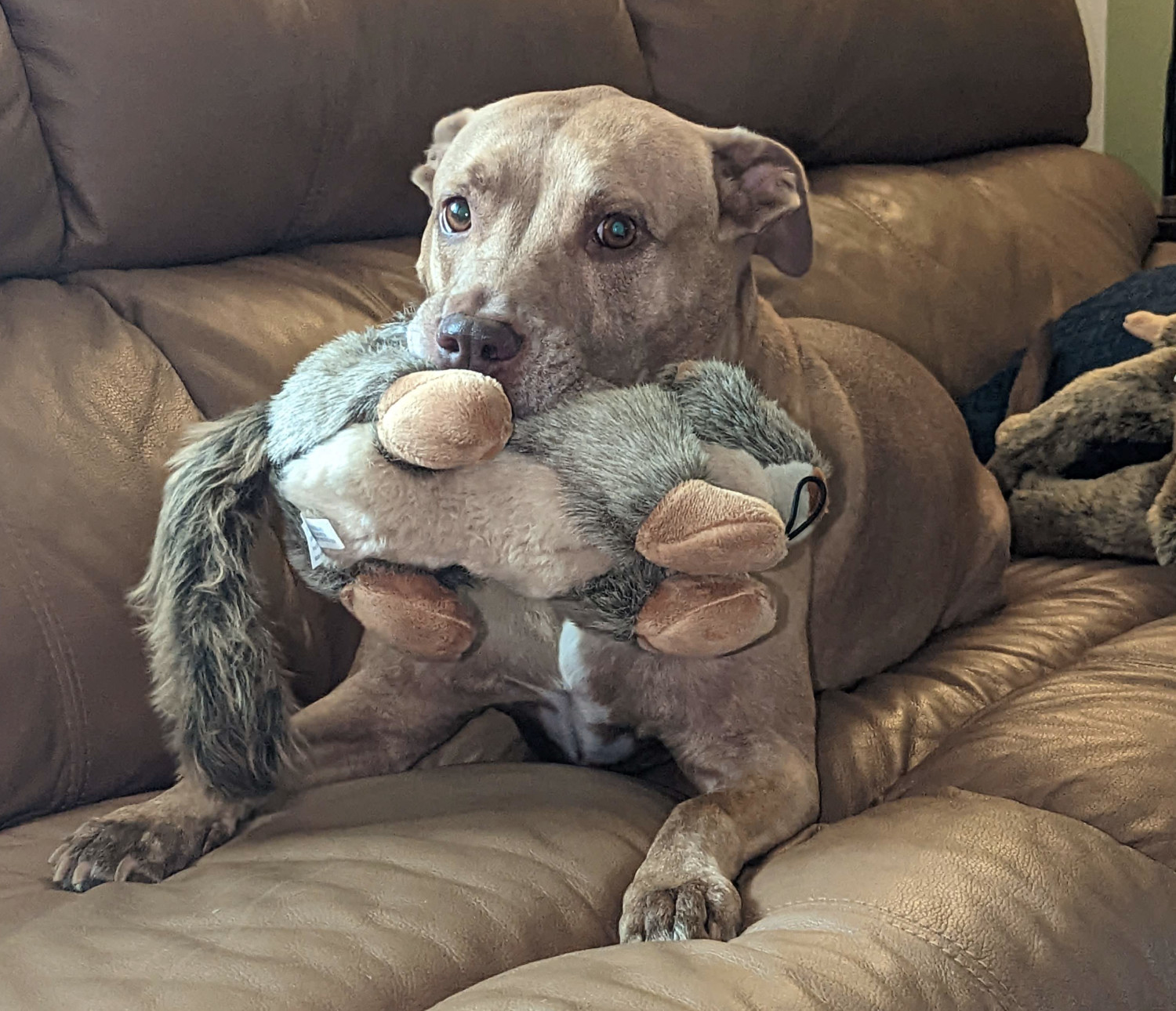 Juniper, a dog, relaxes on the couch with great intensity while holding her toy squirrel.