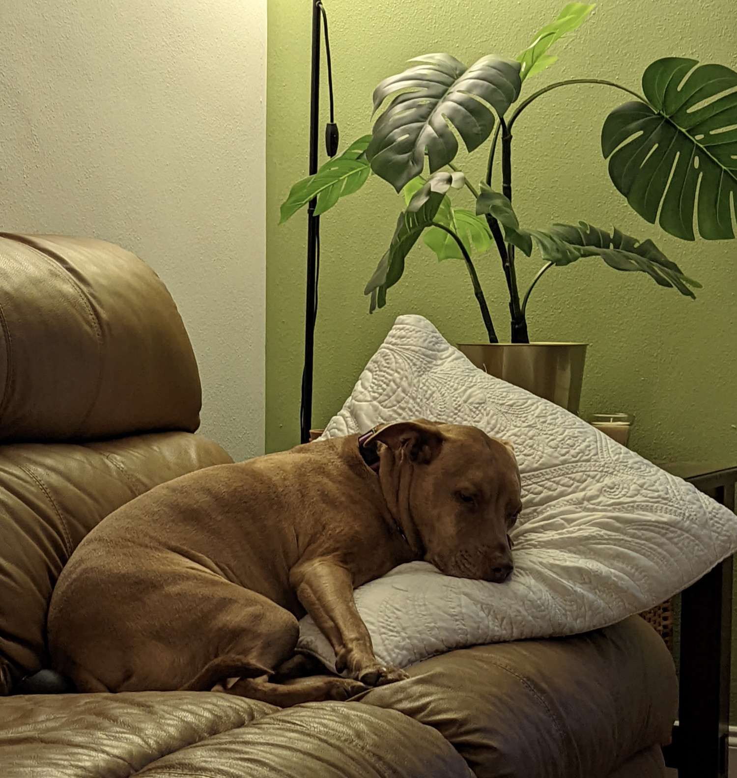 Juniper, a dog, is photographed sleeping next to a broad-leafed house plant.