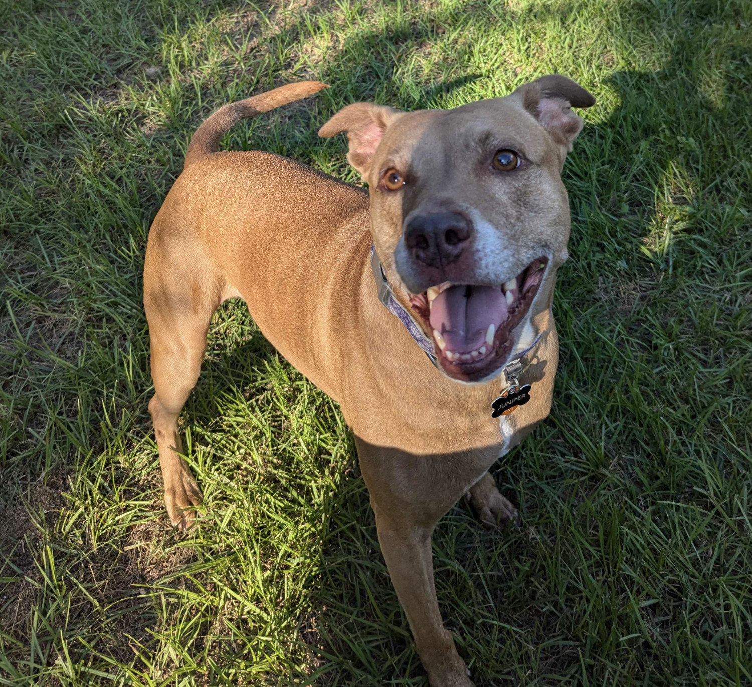 Juniper, a dog, is goofy and happy while playing in the yard in the late afternoon.