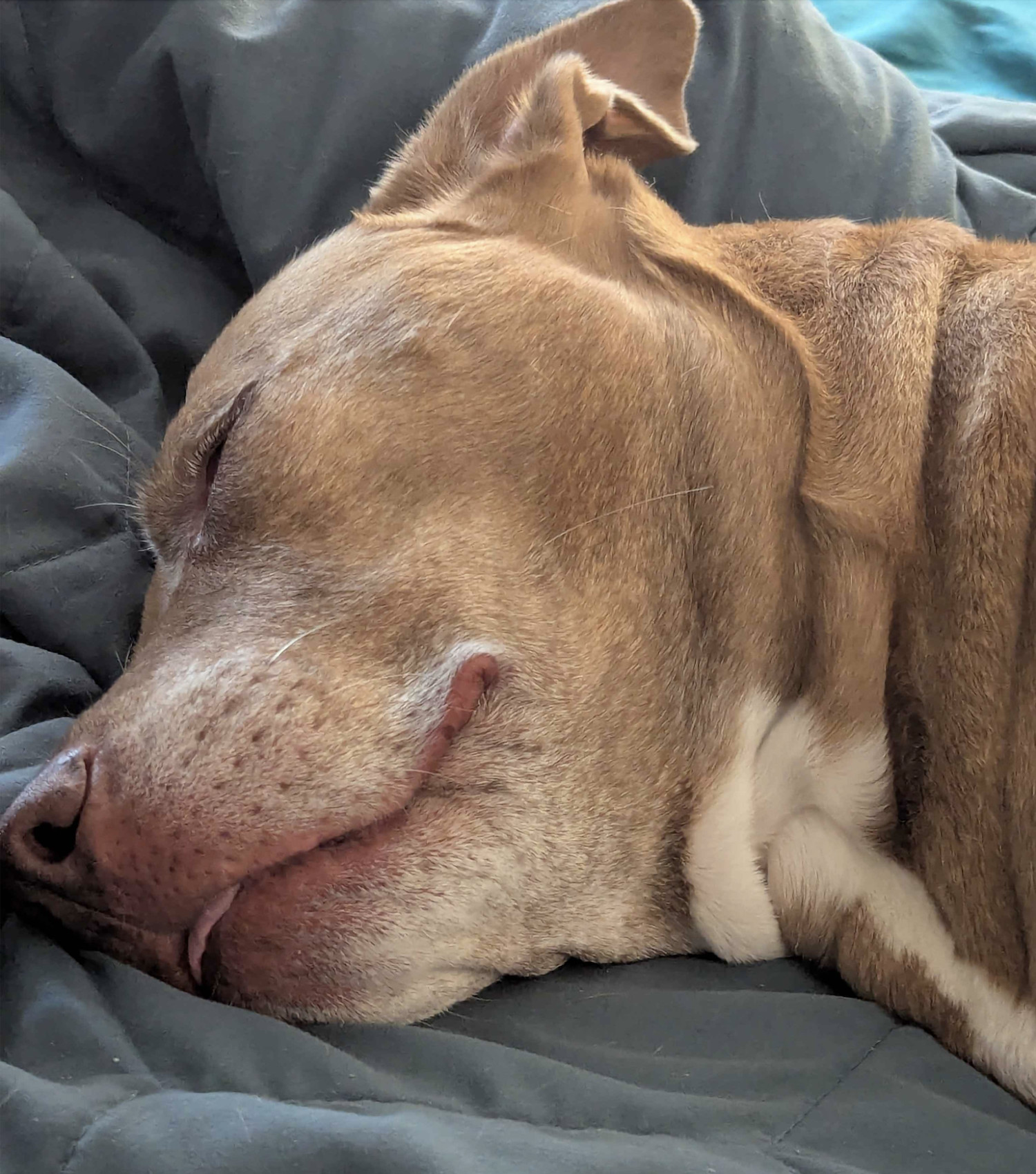 Juniper, a dog, is photographed up close as she sleeps, a tiny blep just barely visible between her lips.