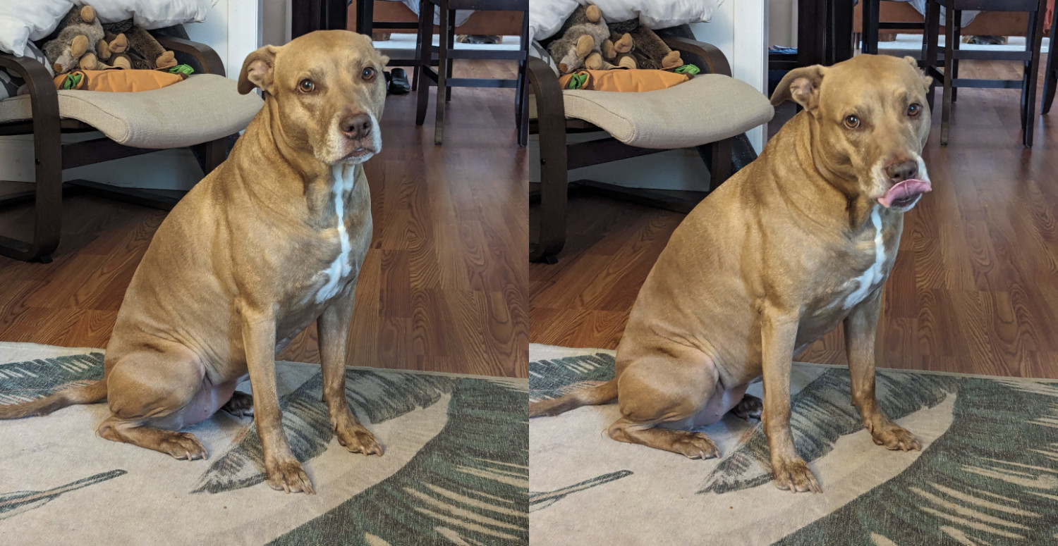 Juniper, a dog, sits on her haunches and looks expectantly at the photographer. Then, she mlems, giving her lips a robust lick.