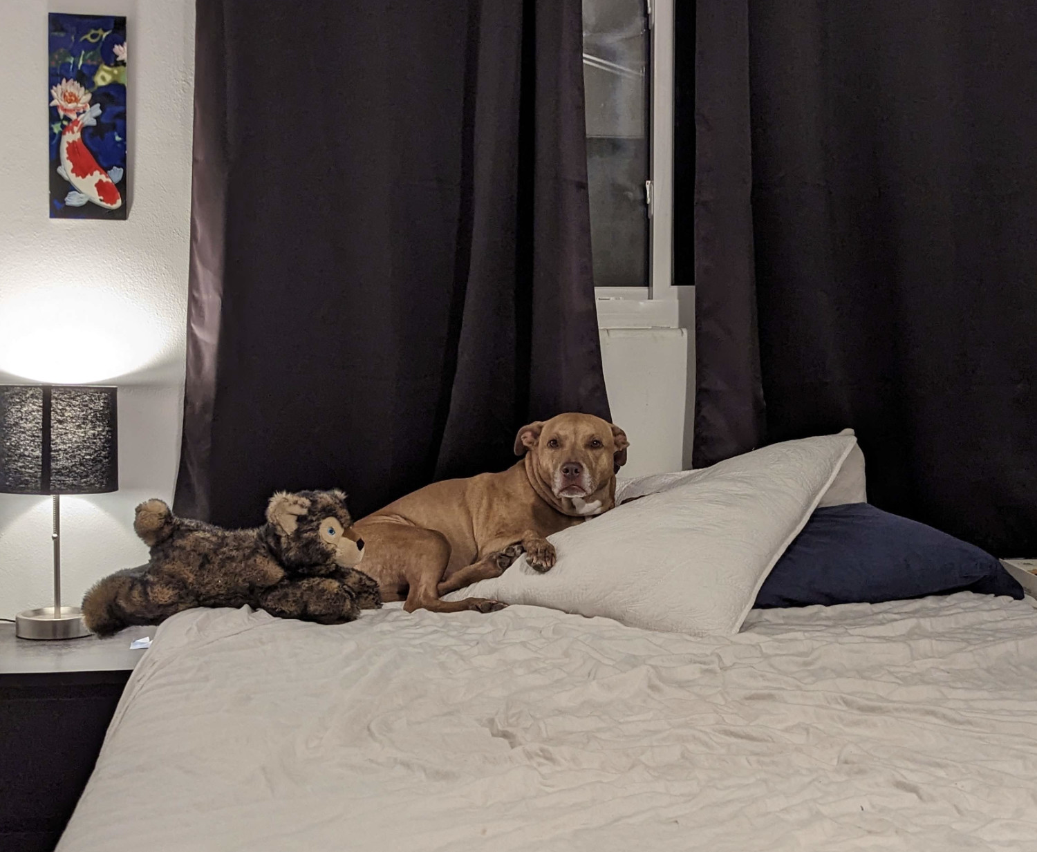 Juniper, a dog, looks up from the pillow where she is snoozing with one of her plushes and regards the camera wth suspicion.
