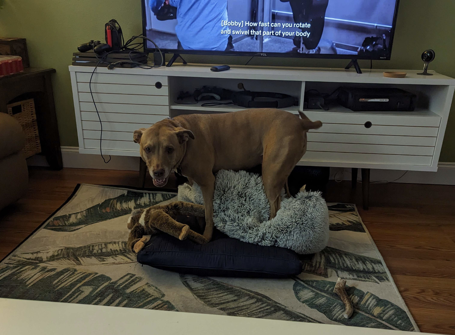 Juniper, a dog, makes a bit of a mess of the dog bed in front of the television as she tries to stomp it into a more comfortable configurations.