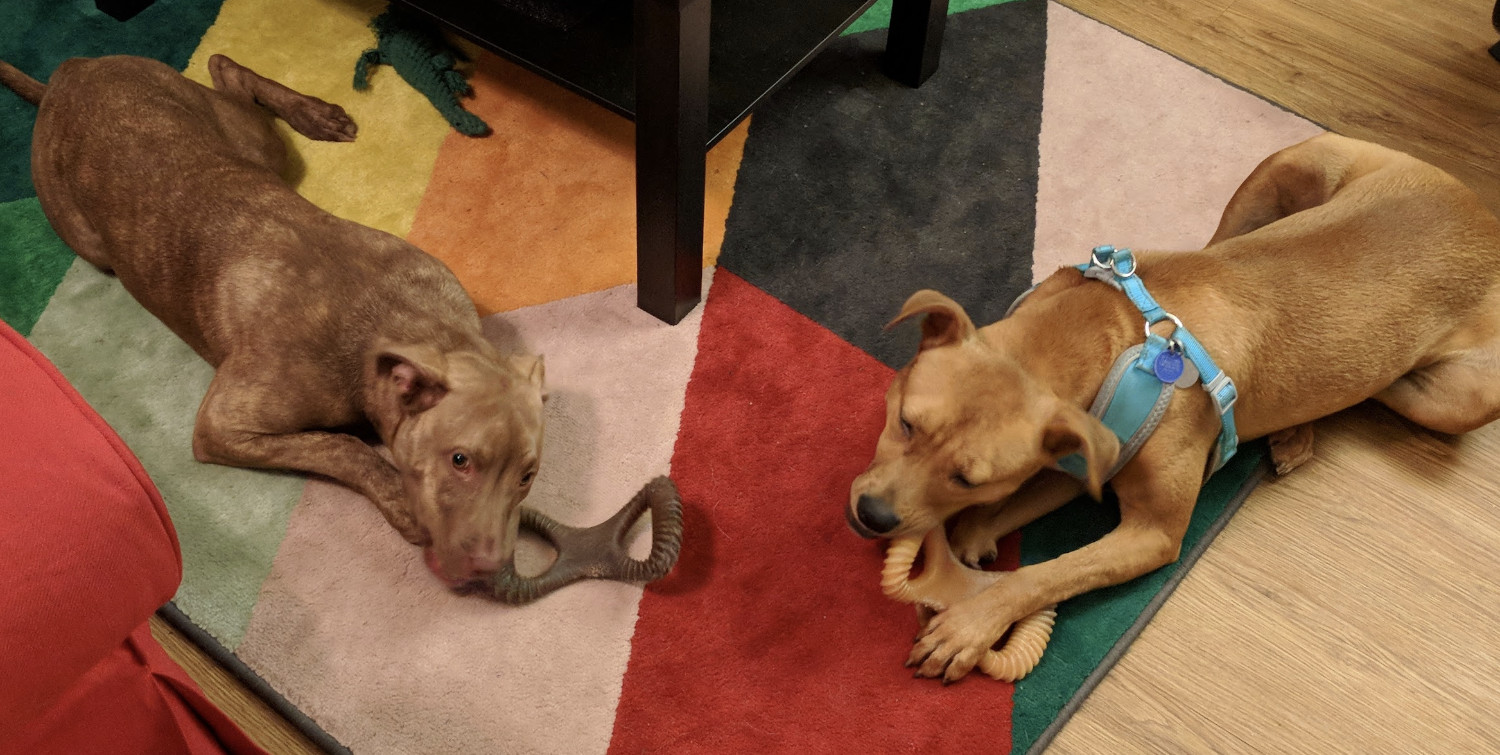 Juniper, a dog, chews on a toy the color of her darker fur, while Barley, also a dog, chews on a different toy that matche her lighter fur.