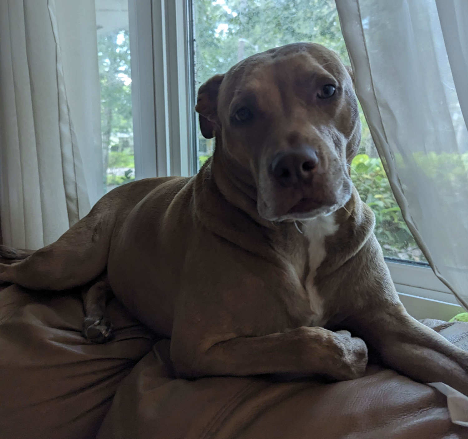 Juniper, a dog, glances at the camera in a brief lapse of vigilance at the living room window.