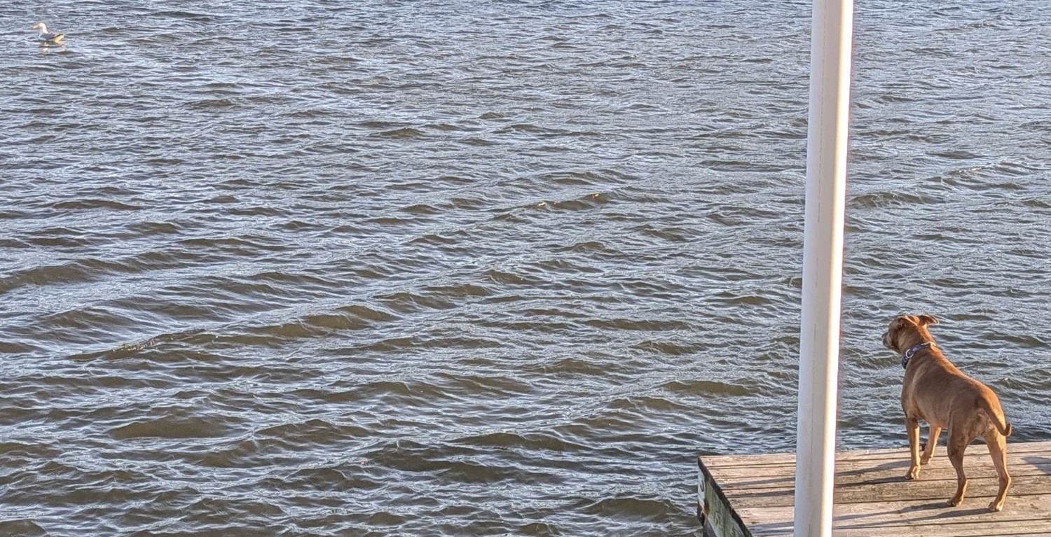 Juniper, a dog, stands on a pier and monitors a seagull floating in the opposite corner of the frame.