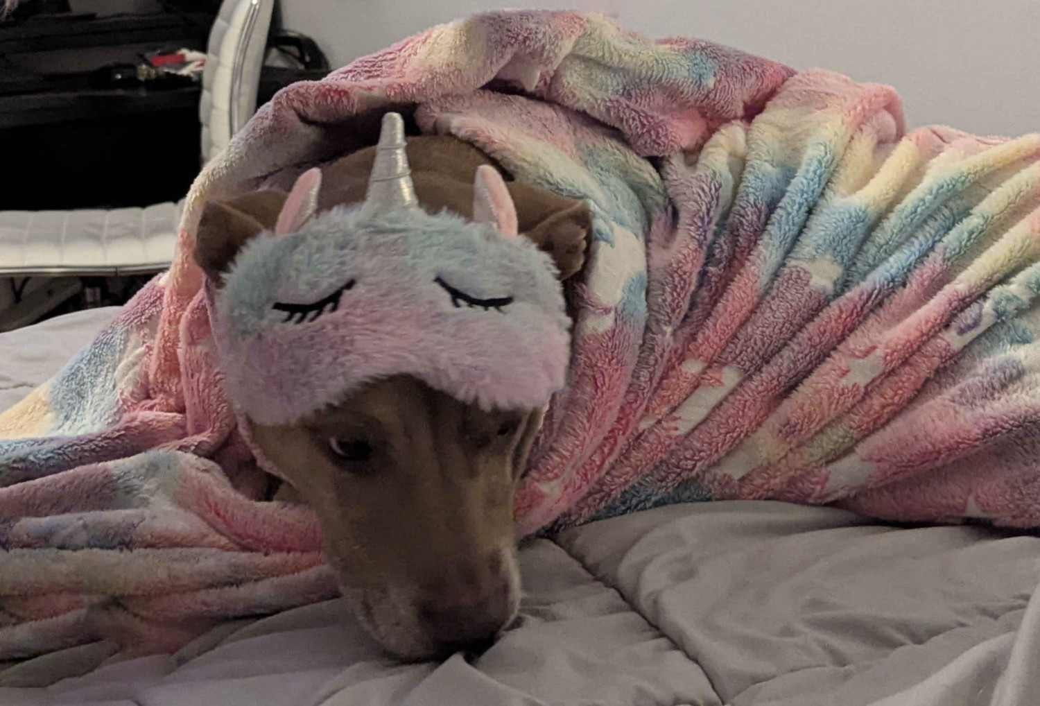 Juniper, a dog, seems ambivalent about her unicorn-themed sleep mask, despite being cozy in a pink-and-blue fleece blanket.