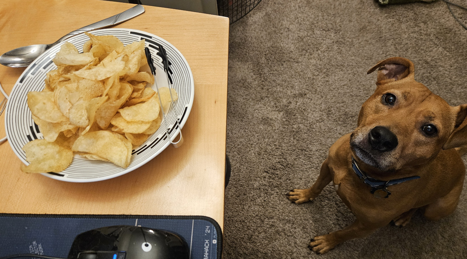 Barley, a dog, looks expectantly at a camera positioned above her head. In the left of frame, a bowl of potato chips sits on a tabletop. Barley would clearly like the photographer to share.