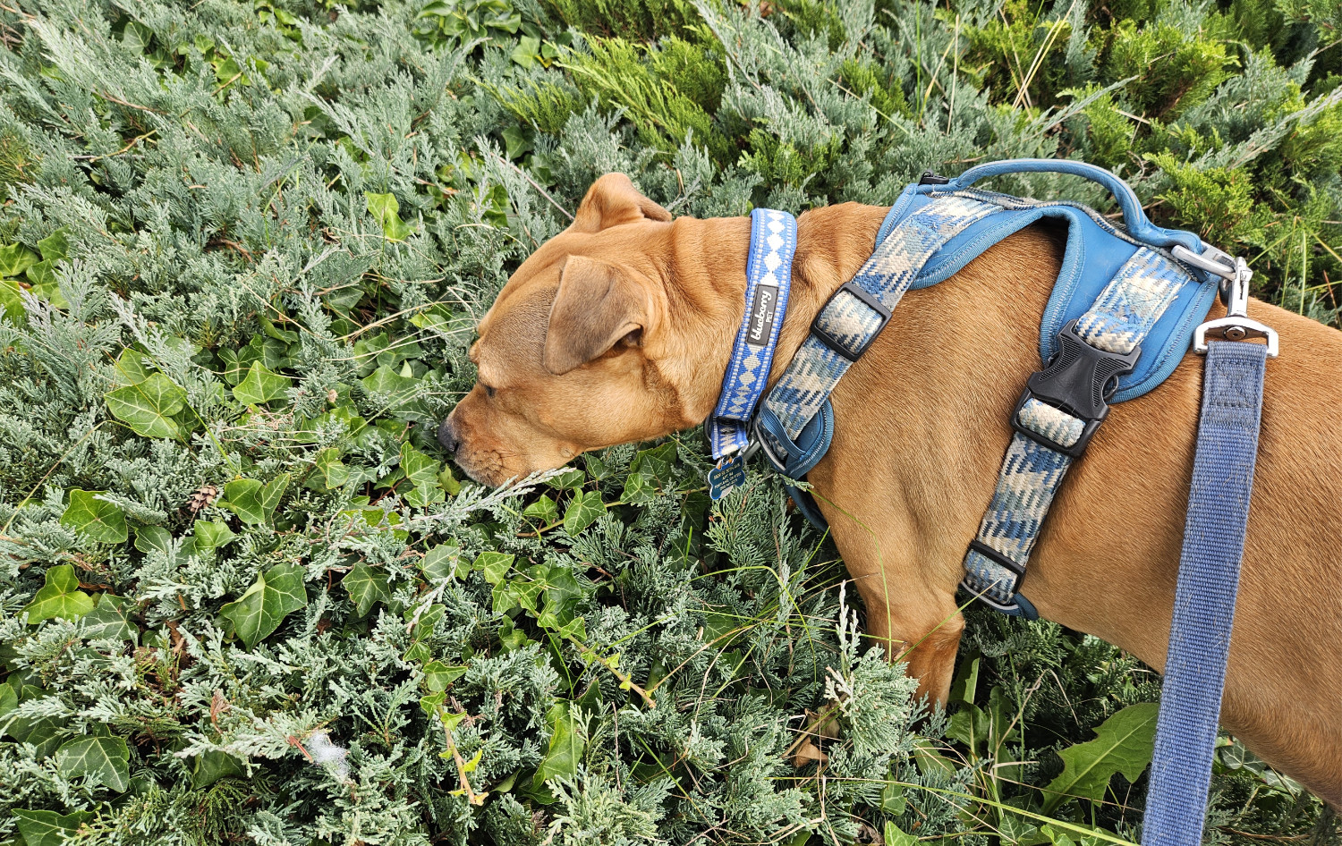 Barley, a dog, sniffs about in a thicket of bushy plants consisting of at least five distinct species, all so densely interwoven that anything beneath them is wholly concealed.