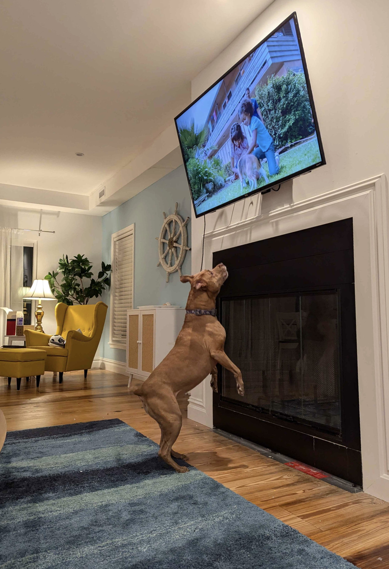 Juniper, a dog, rears up on her hind legs to bark at an elevated television that depicts two small children playing with a puppy.