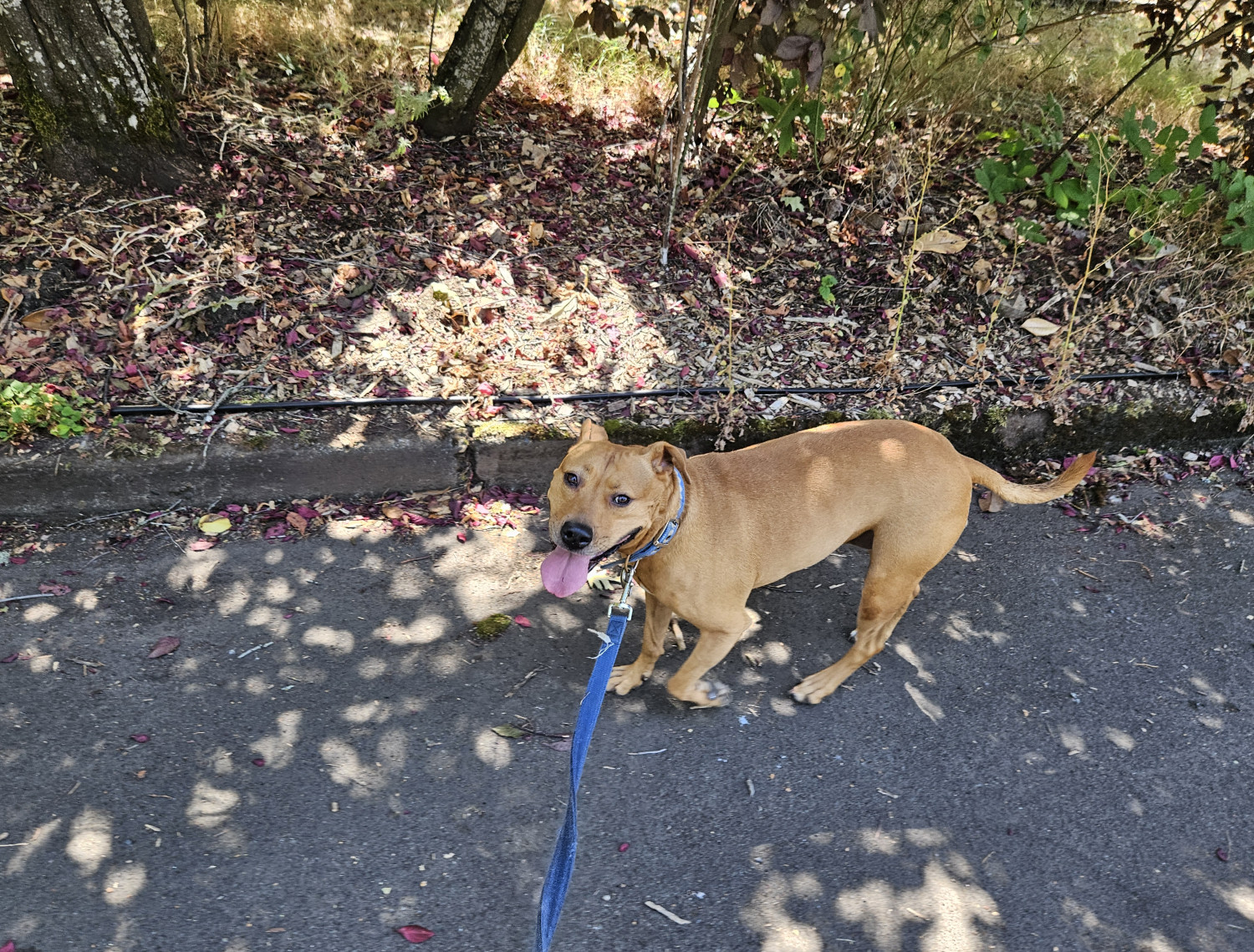 Barley, a dog, walks happily along the street on a sunlit day, looking enthusiastically at the camera.