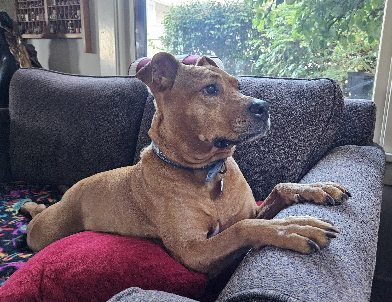 Barley, a dog, rests on a sofa with her paws on the armrest, her head up, her ears forward, and her eyes alert.