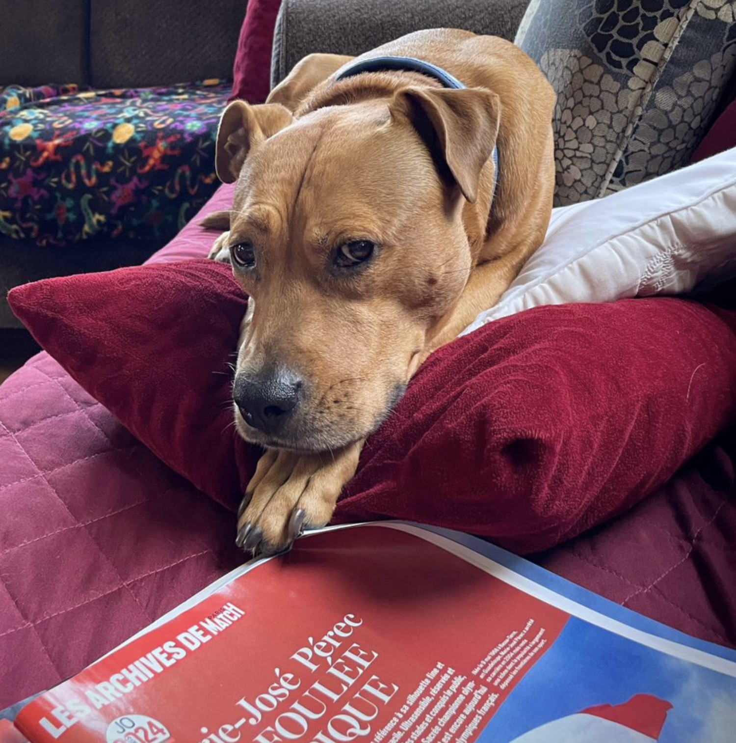 Barley, a dog, extends a pay past the edge of a throw pillow as she rests on a sofa, and her toe gently folds the corner of a magazine over on itself.