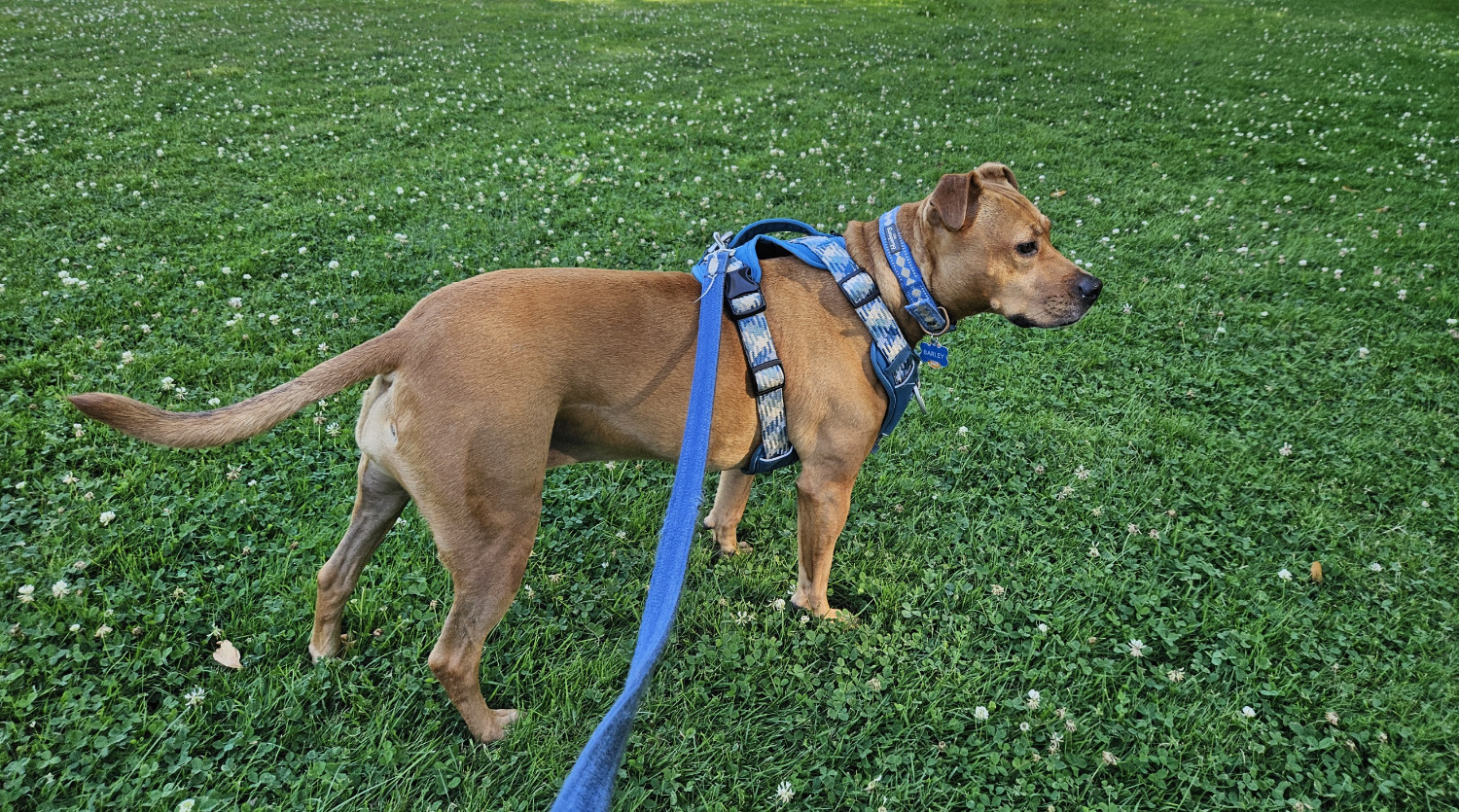 Barley, a dog, stands in an *unreasonably* lush expanse of grass that extends to the edge of the frame on all sides. Small white flowers are scattered throughout, helping to give a sense of perspective.