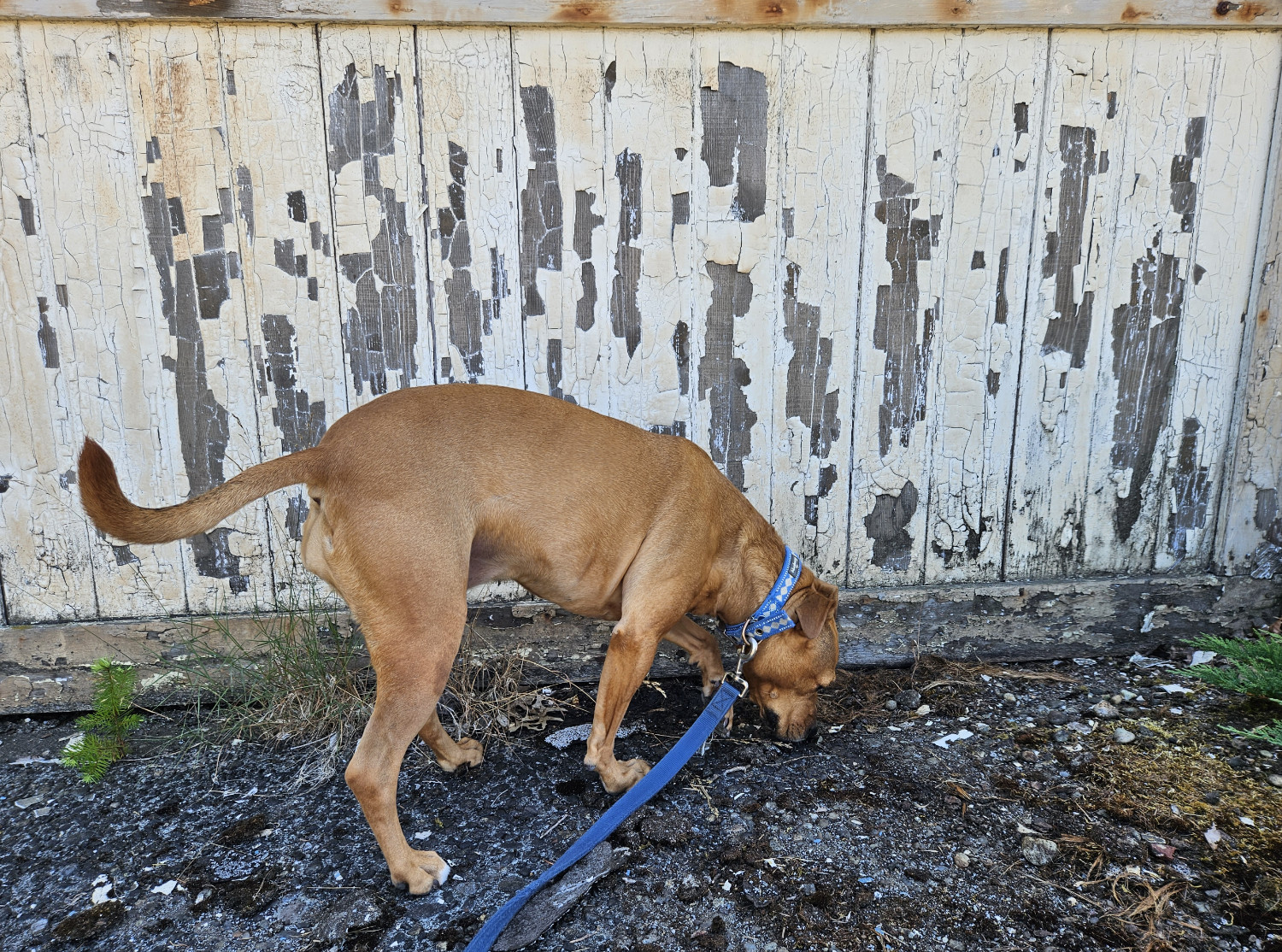 Barley, a dog, sniffs about along the base of a weather-scarred wooden wall, its paint flaking off in large chunks after years of neglect.