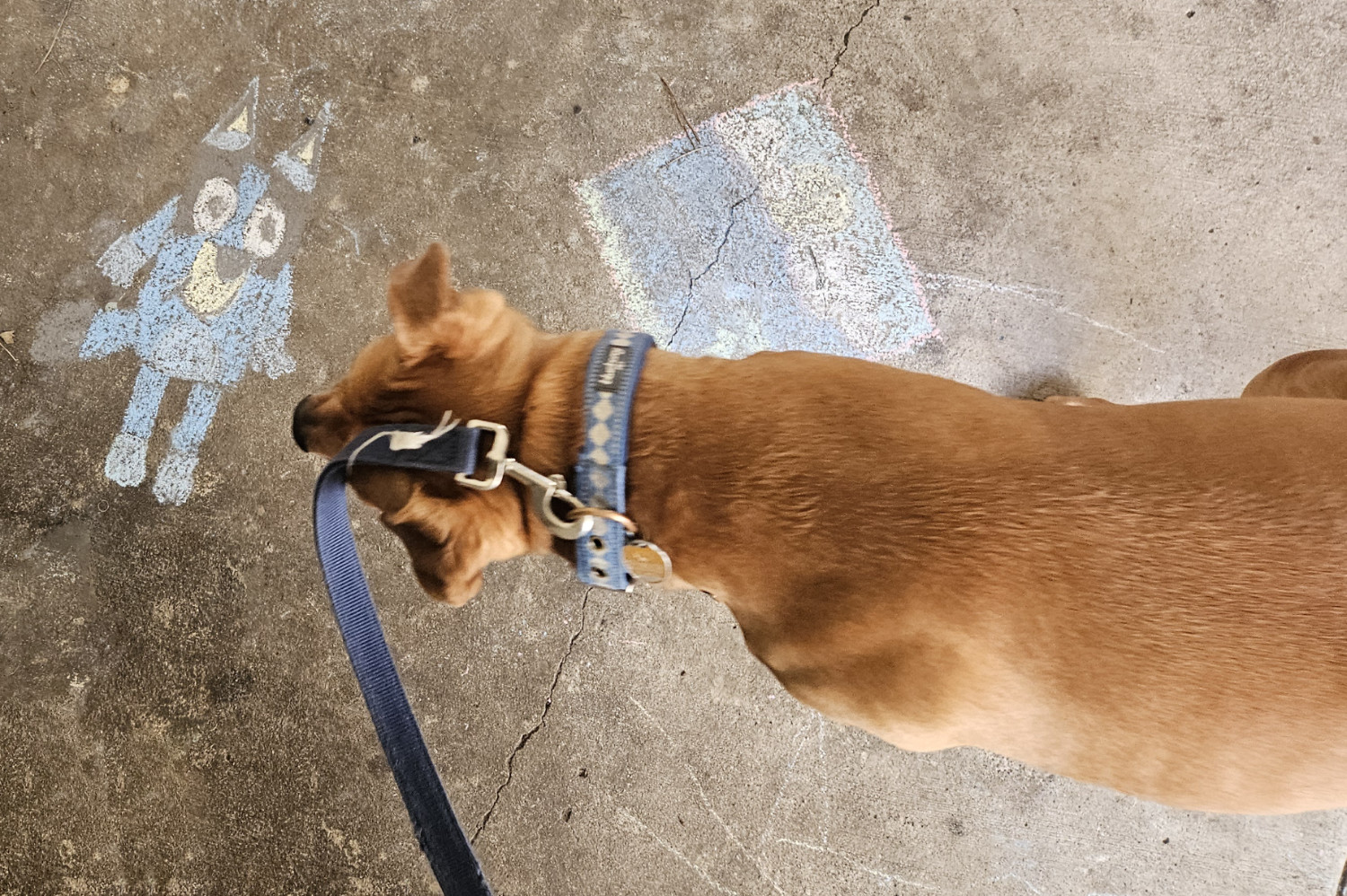 Barley, a dog, examines a sidewalk chalk drawing of cartoon dog Bluey, from the show of the same name.